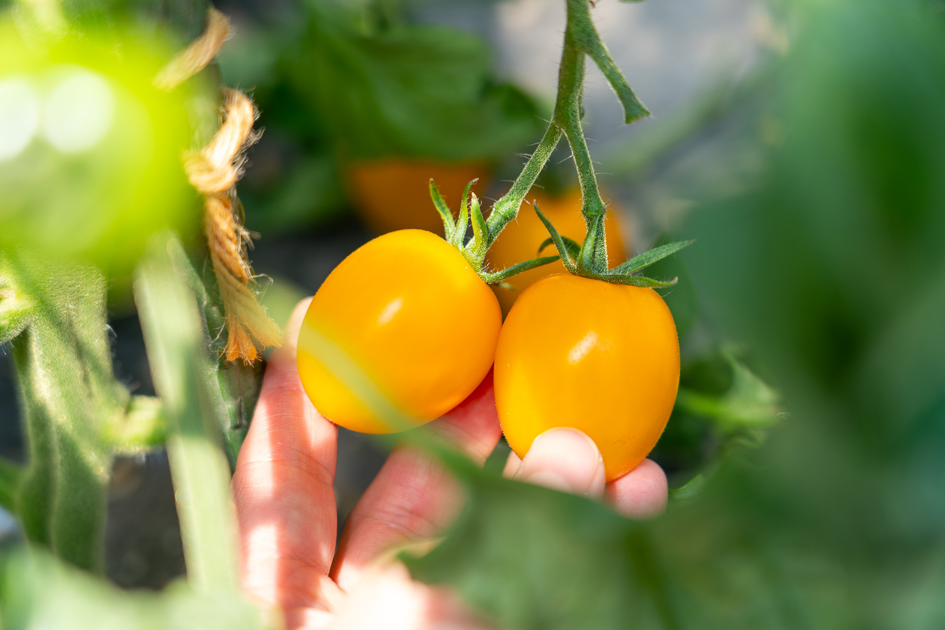 新鮮キュウリにはイボイボがたくさん。ミニトマトやハーブ類の収穫体験ができました