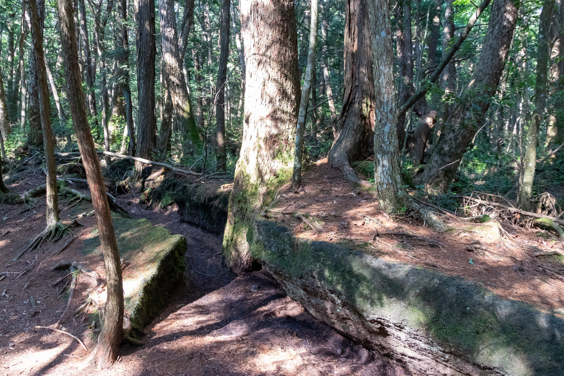 溶岩地形なので、このようなハッキリとした割れ目も観察できる