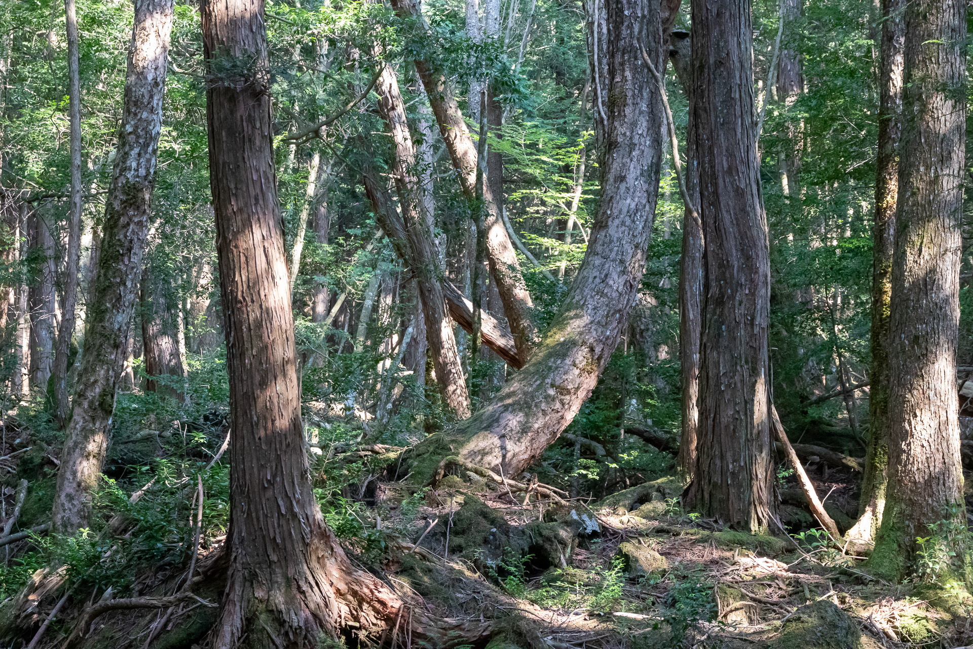 一度倒れても再び上を向いて育つ樹木にたくましさを感じる