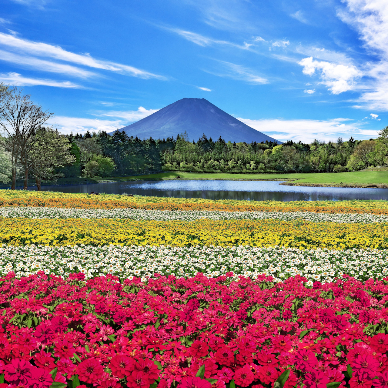 秋の富士本栖湖リゾートで「虹の花まつり」開催