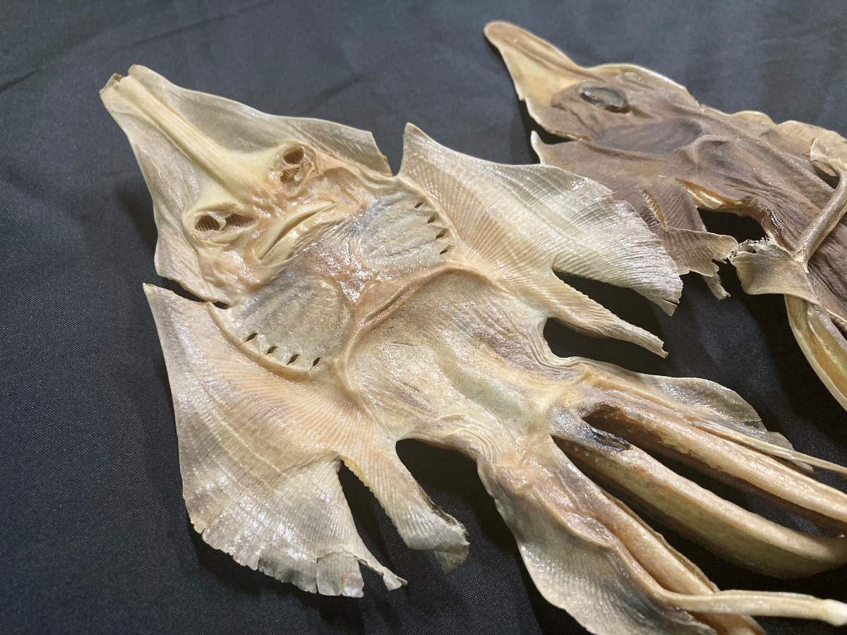 ガンギエイの乾燥標本