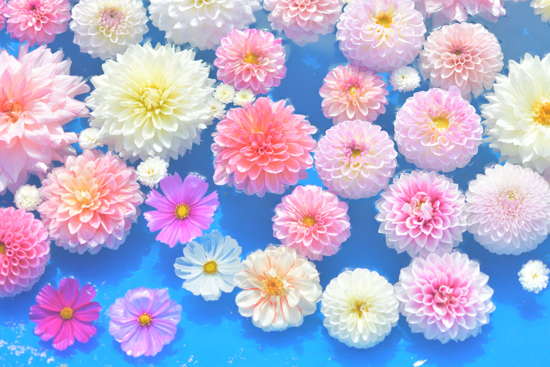 「ダリアプール」は期間中の土日祝に展示