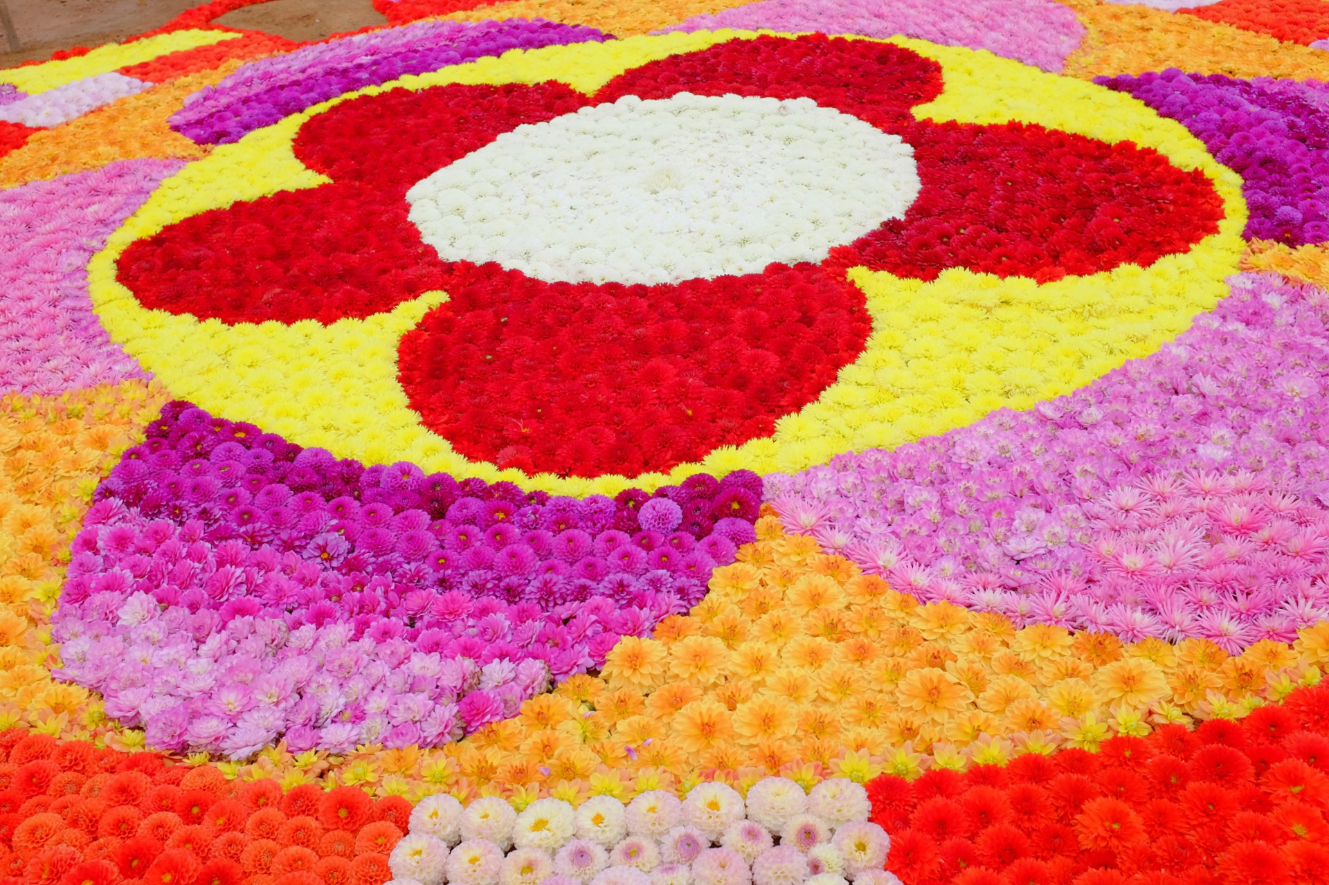 「ダリアの花絵」展示は10月7日～9日の3日間