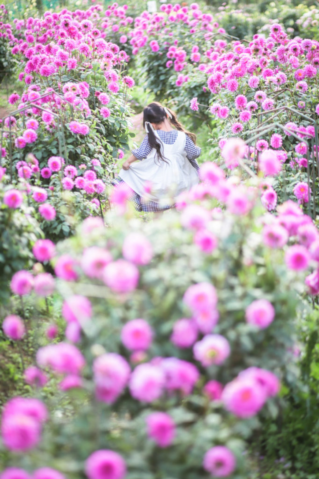 見頃予想は9月下旬～10月下旬