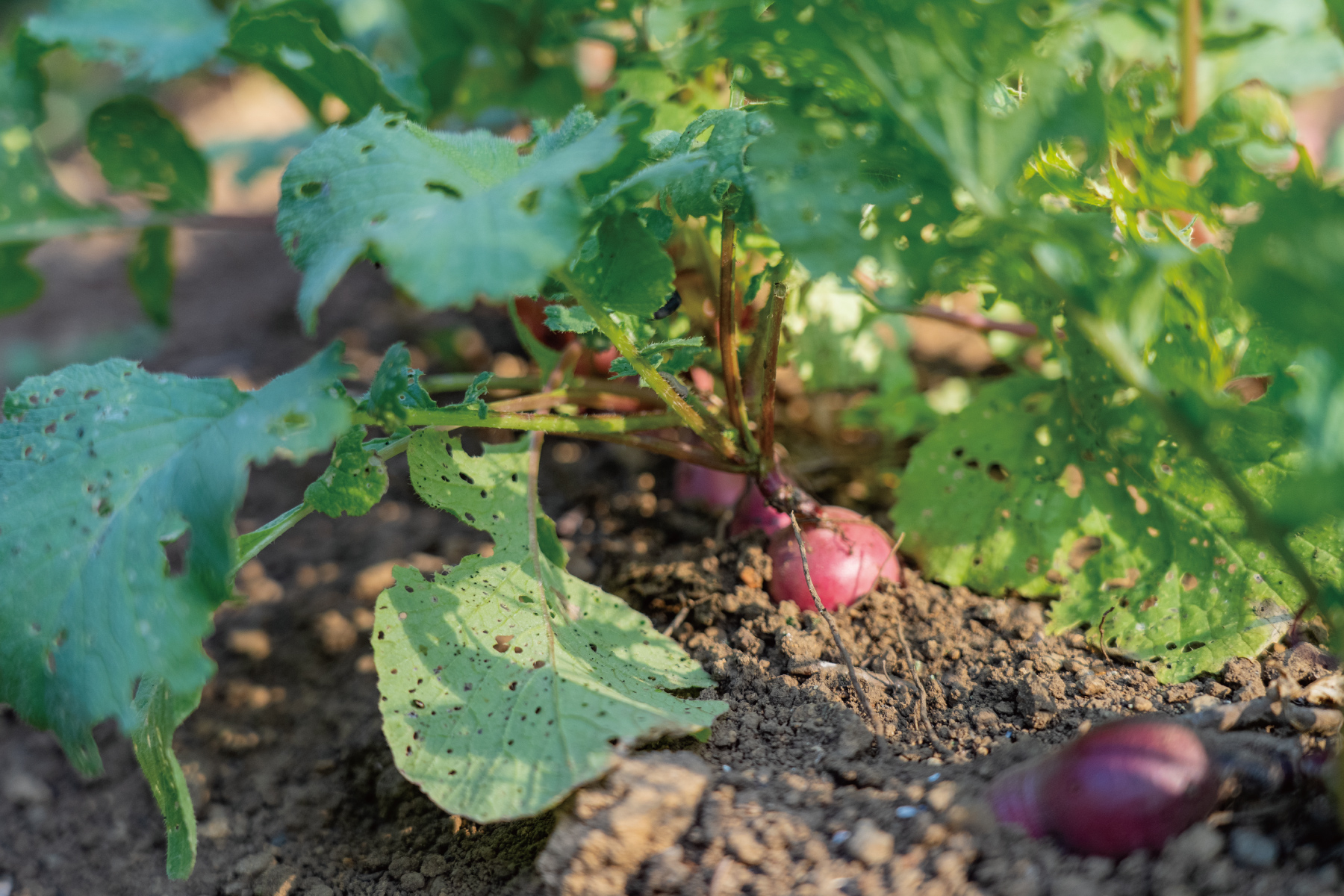 ACTIVITY ROOM モリノオト