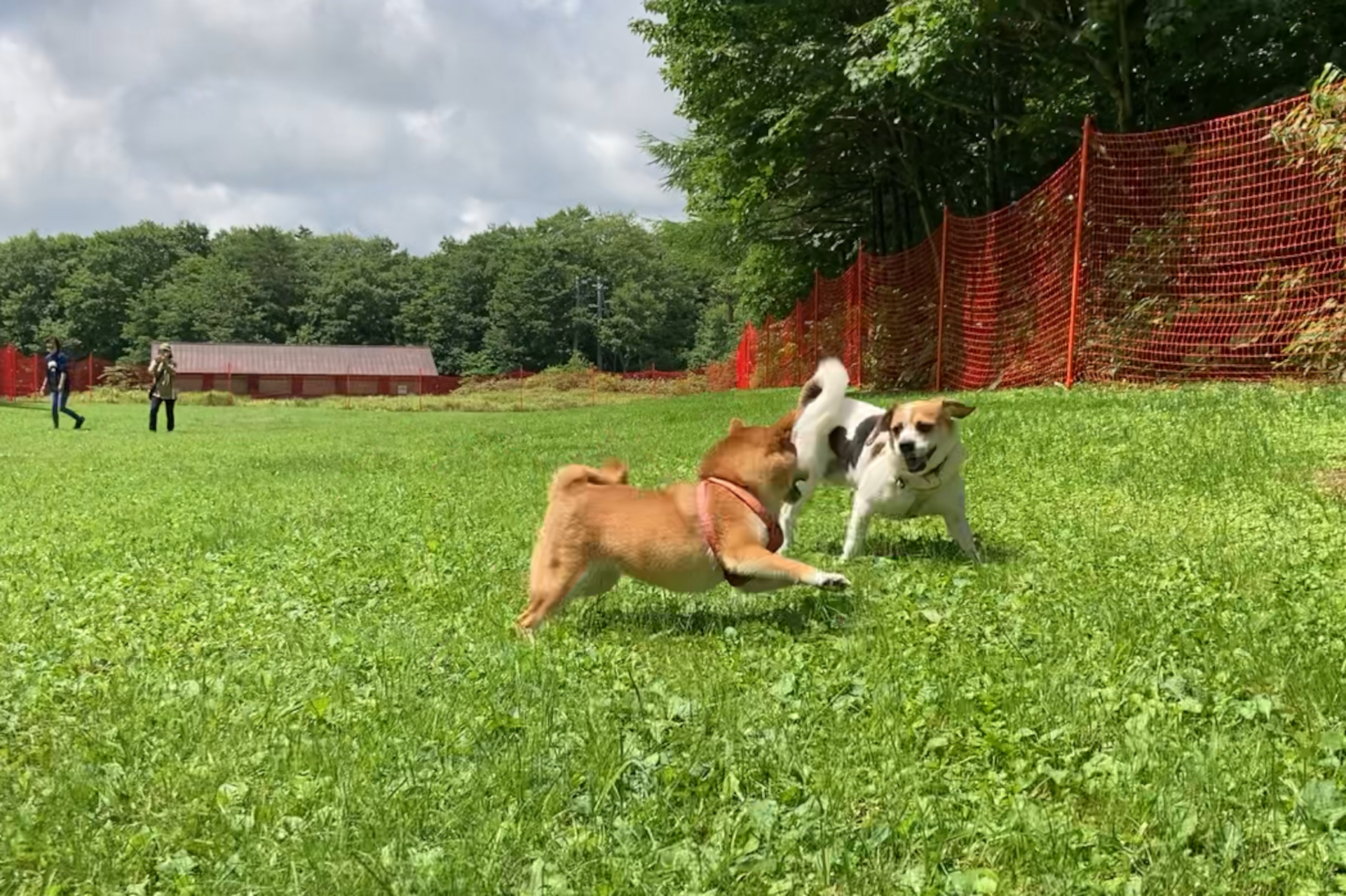 雫石紅葉ロープウェーの山頂駅付近にはドッグランを新設