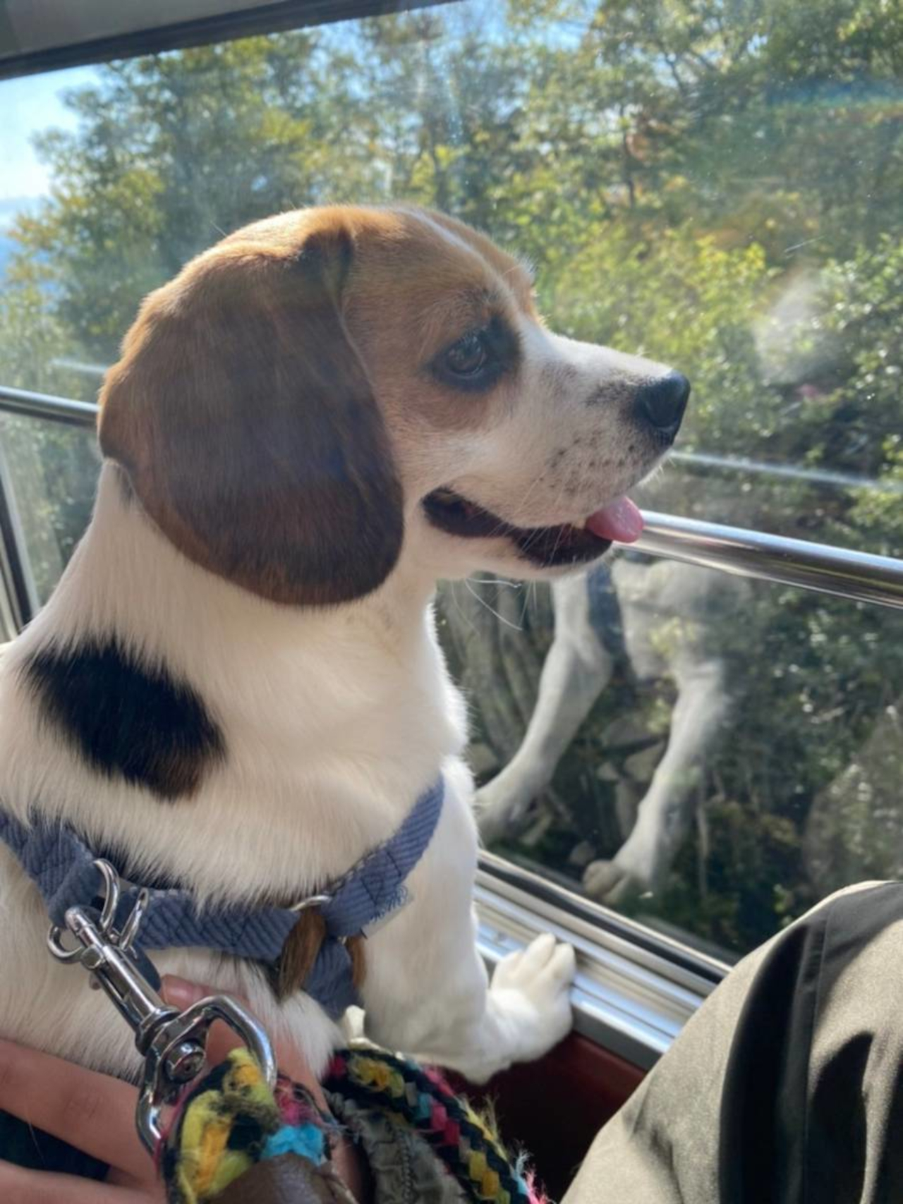 愛犬と一緒に乗車できる