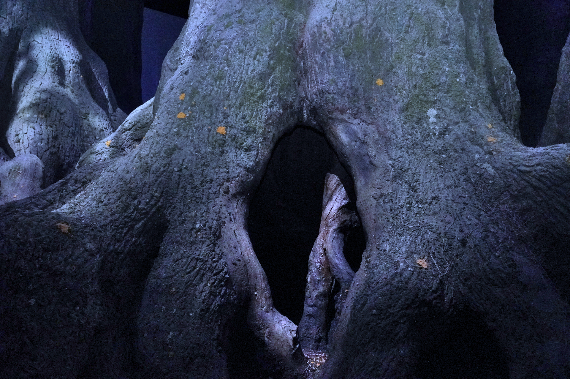 1作目では英国にある自然公園で、2作目以降は広大なセットを組んで撮影されたという「禁じられた森」。本物の幹や根を切り出し、直径4.2mの巨木も使用された