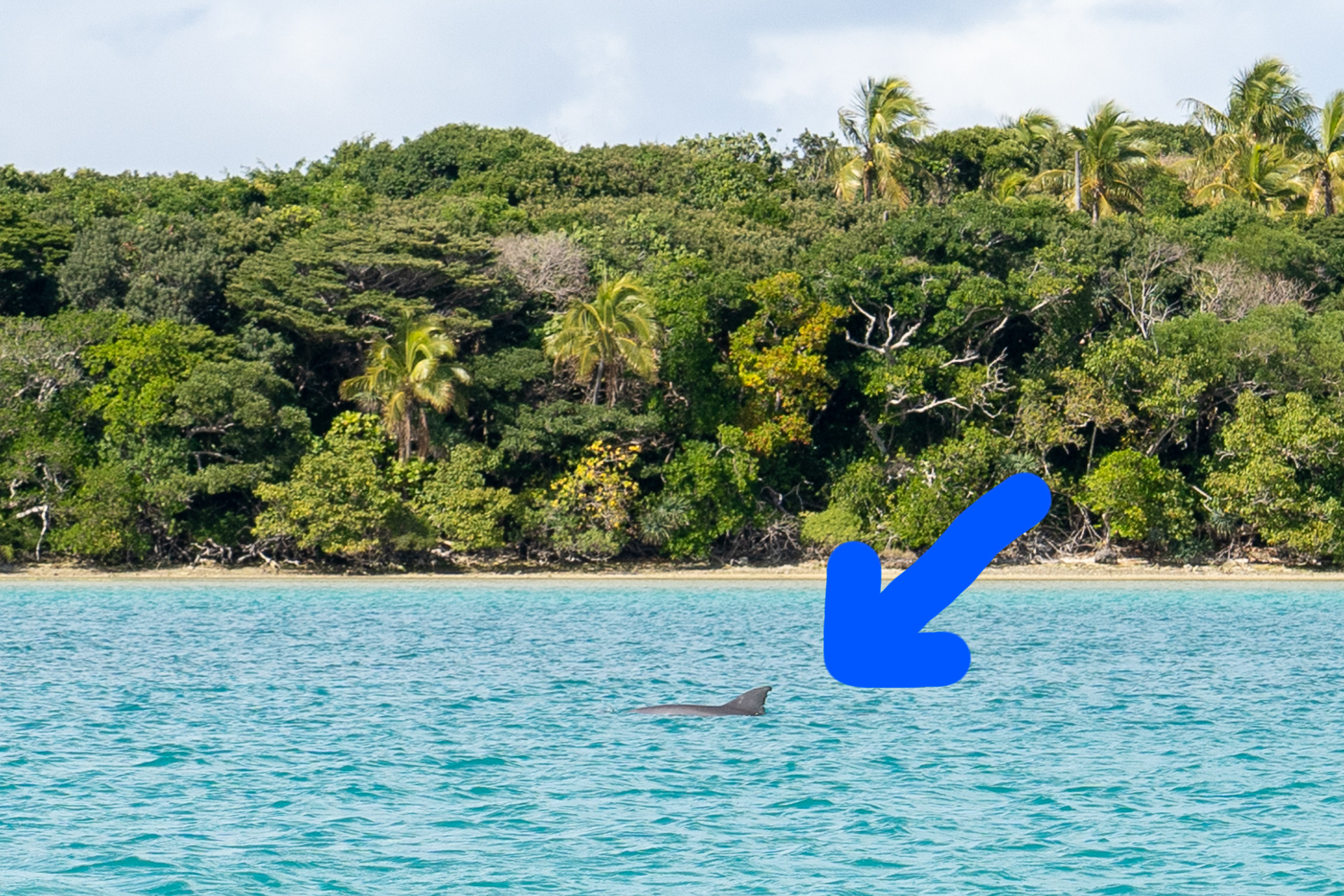 途中イルカにも遭遇！