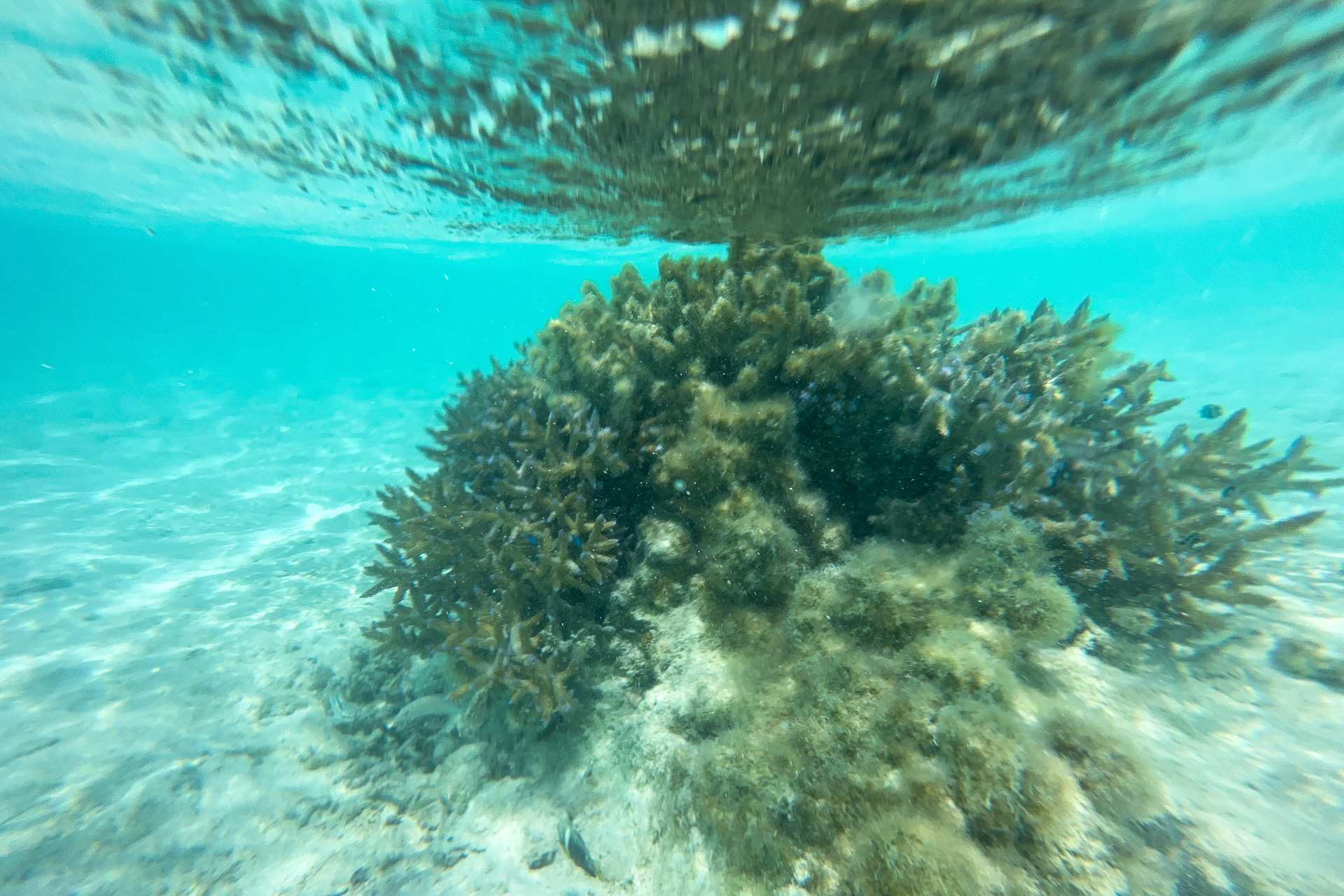 サンゴのまわりには小さい魚がたくさん