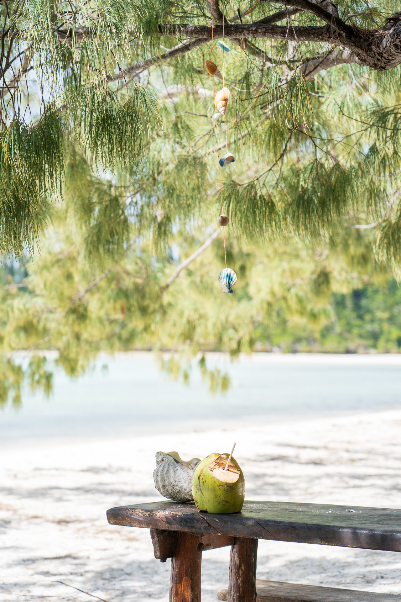モクマオウの木陰