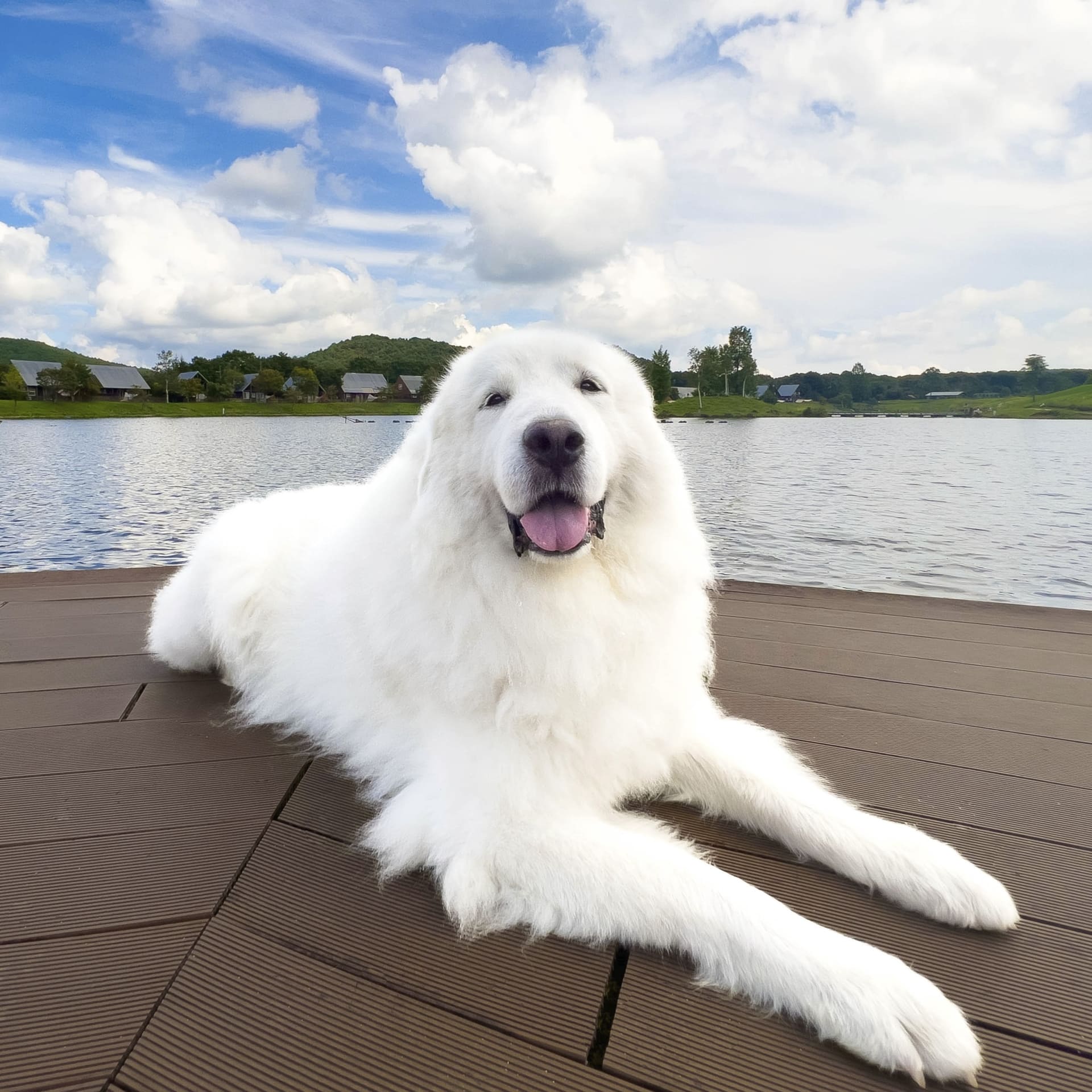 「楽天トラベル 全国の宿 自慢の看板犬ランキング」1位の「ジーナ」