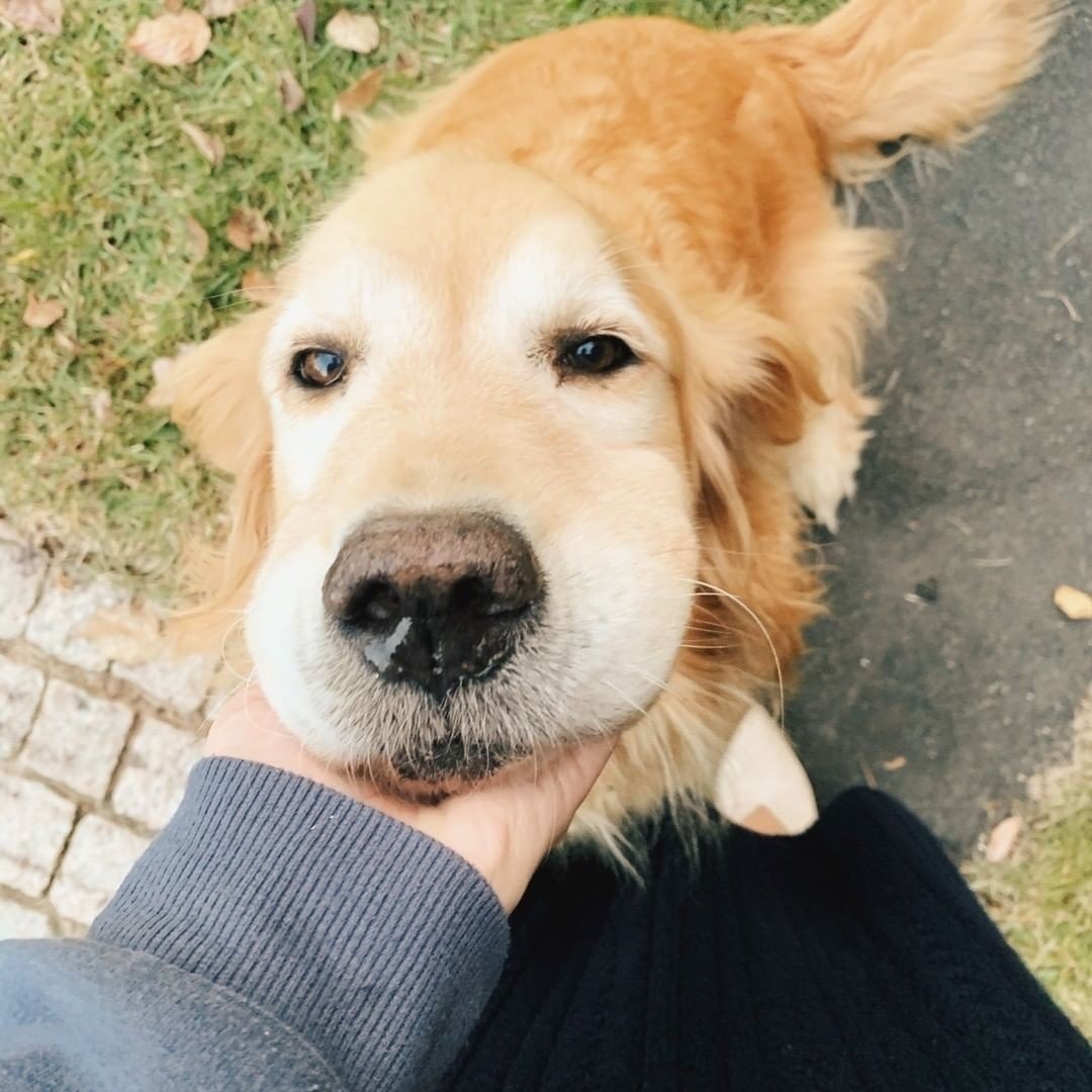 3位の「ステラ」