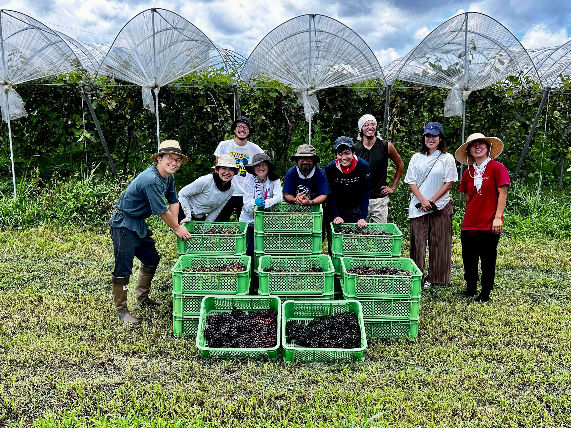 香月ワインズでの収穫作業。8月中旬に宮崎支店メンバーと「巨峰」の収穫のお手伝いに行きました