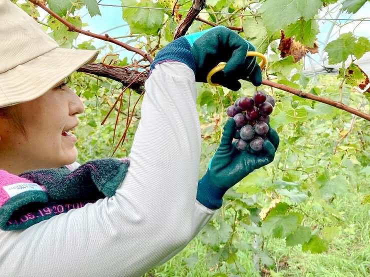 香月ワインズでの収穫作業。8月中旬に宮崎支店メンバーと「巨峰」の収穫のお手伝いに行きました