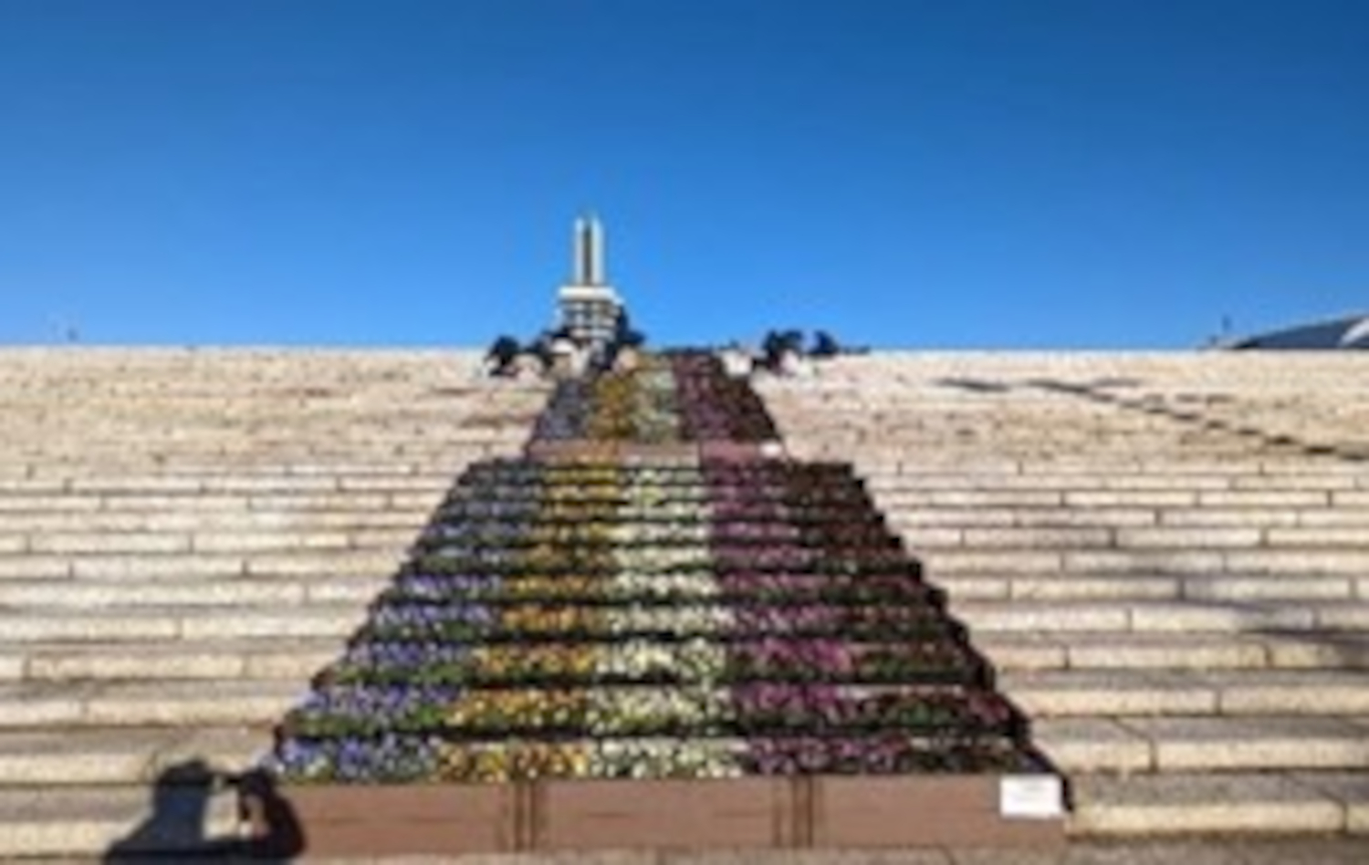 大階段に設置された5色のパンジー