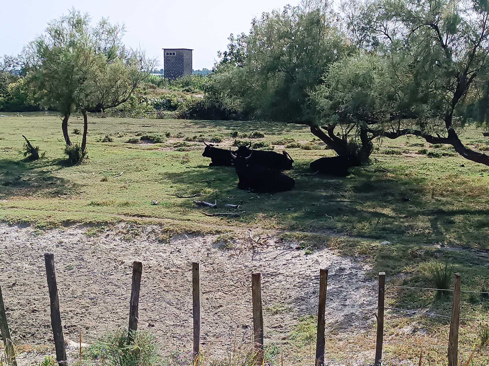 のんびりと過ごす雄牛たちは遠目にも貫禄十分