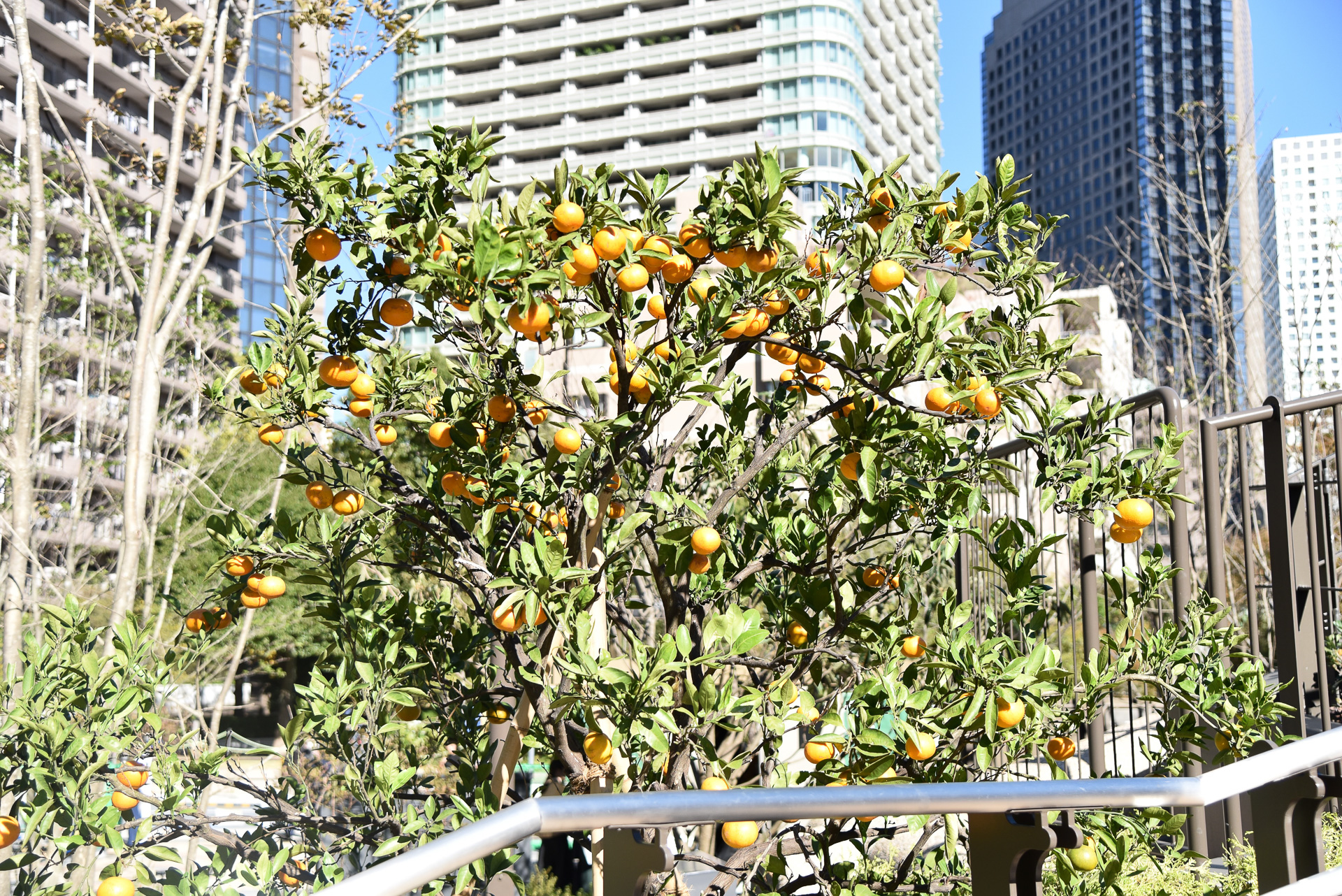 果樹園では、収穫間近の果実も!?