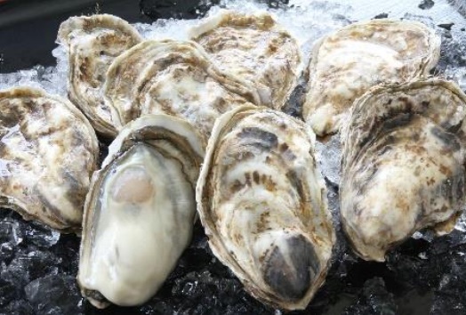 厚岸産殻つき牡蠣「マルえもん」