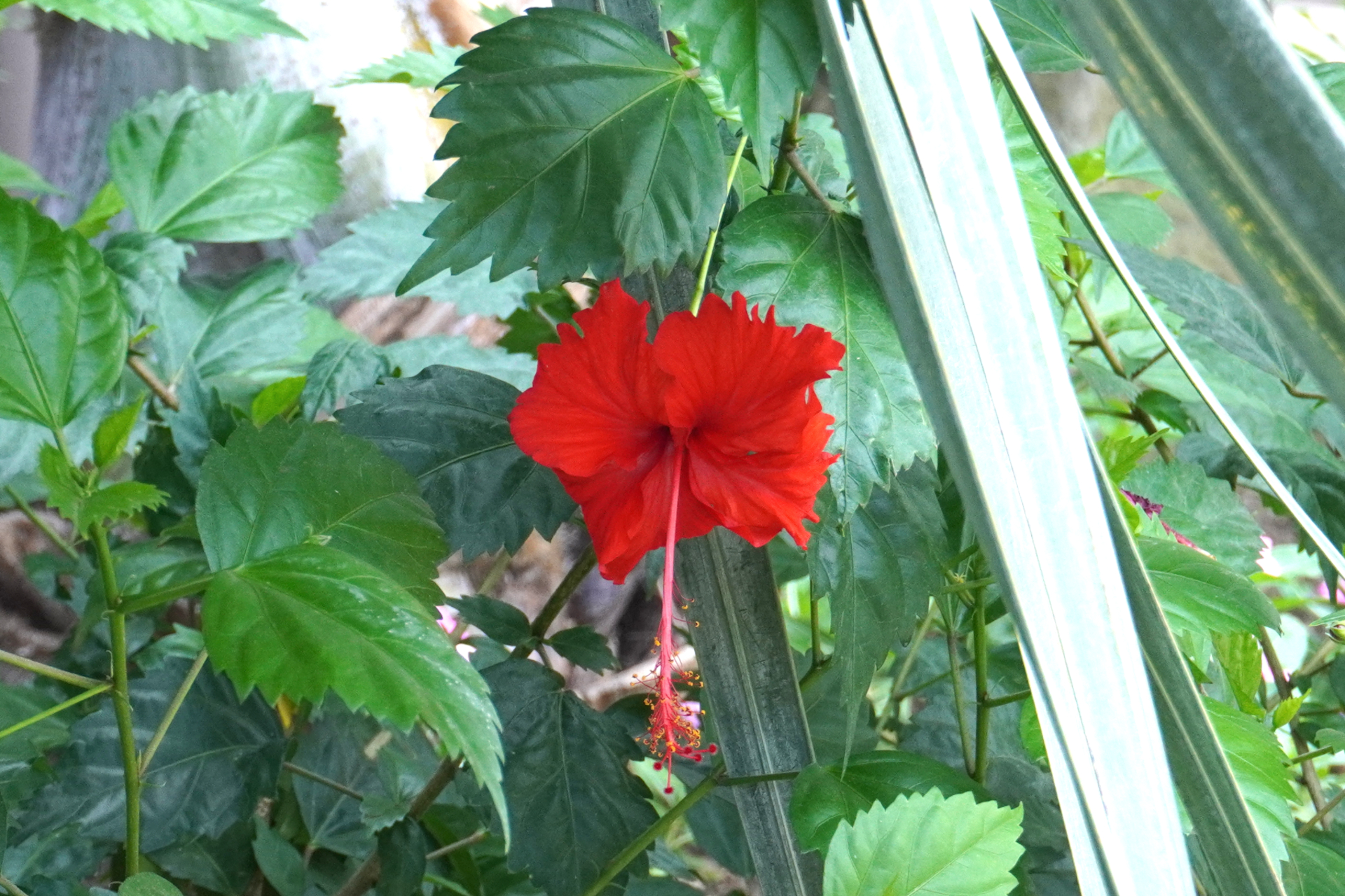 乾季・雨季にかかわらず過ごしやすいタヒチ。南国のフルーツや花々もあちこちで発見