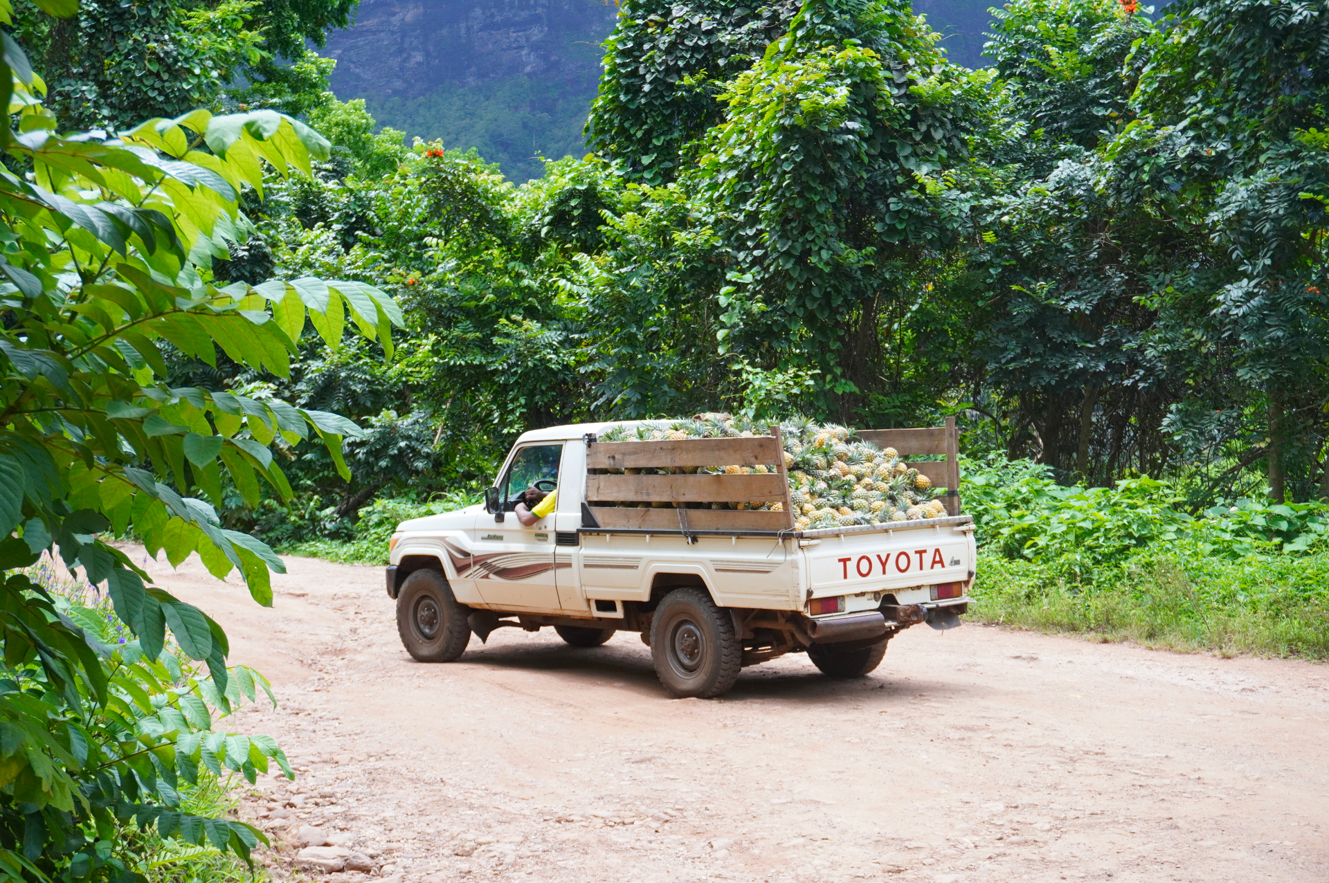 トラックの荷台に収穫されたパイナップルが山積み