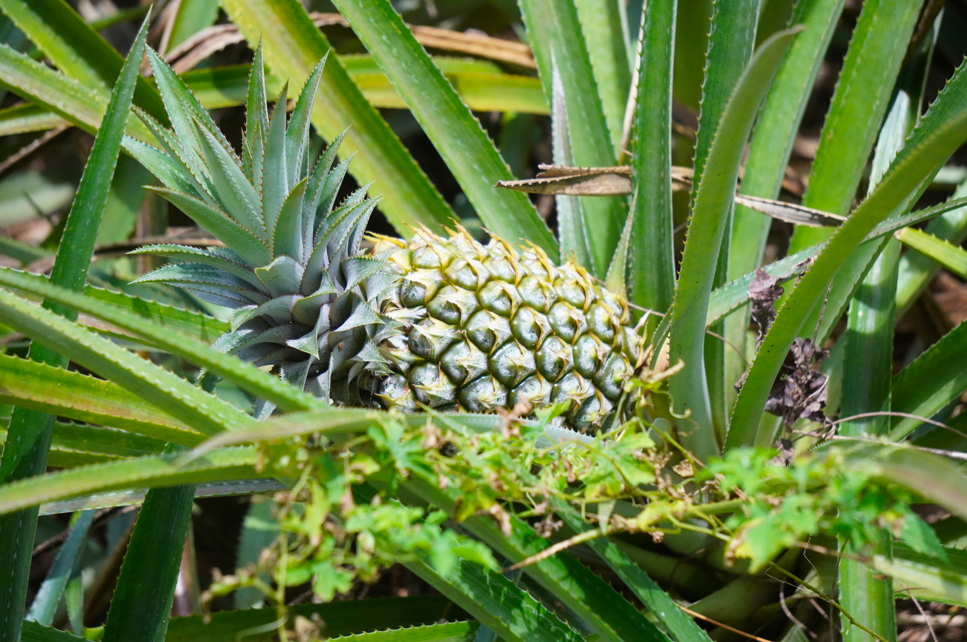 モーレア島はパイナップルの名産地