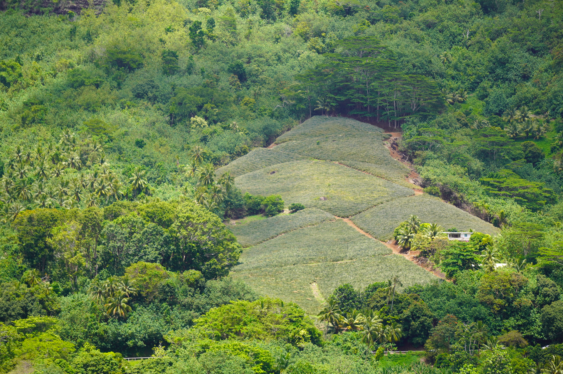 クック湾のある「パオパオ」という地域はジュース工場のメッカ。地元ブランド「ロツイジュース」は島の至るところで購入できる