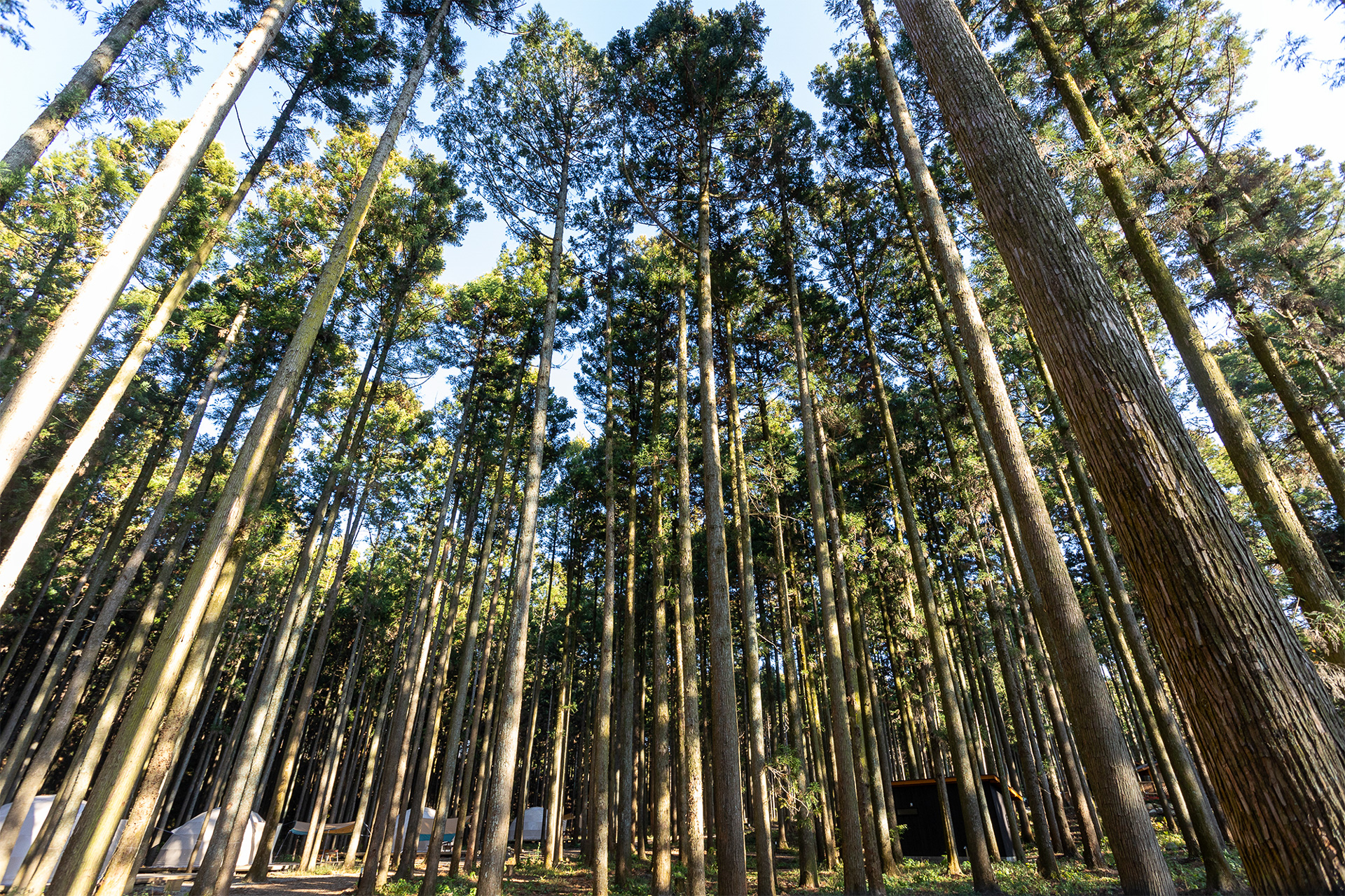 林のなかにあるが、しっかり枝打ちされているので木の本数が多くても場内は明るさがある。このように丁寧な手入れをされている森林環境はとても気持ちいい