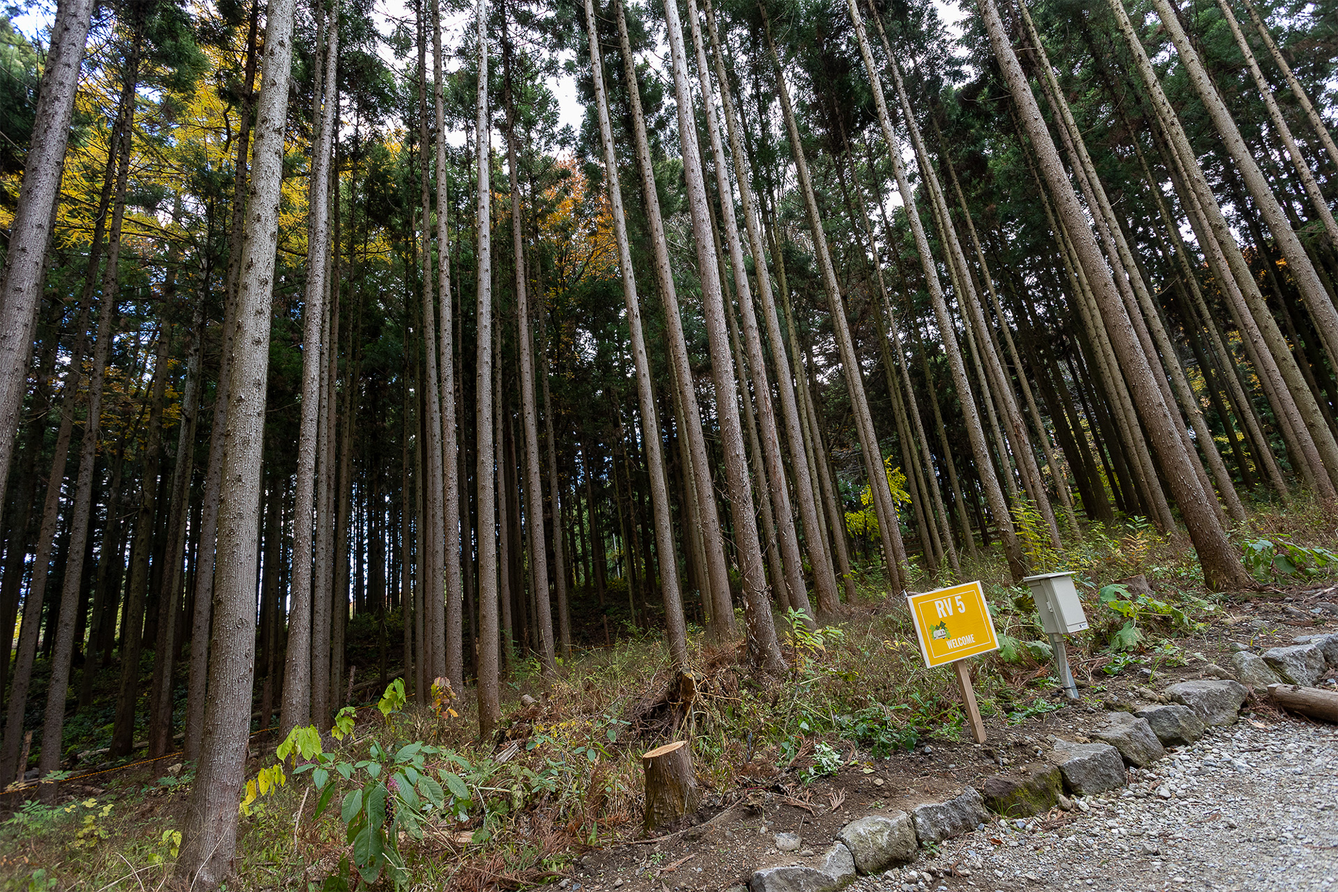 スペースの後ろはこのように奥行きのある林なので、後方にイスなど展開すると林間キャンプ場ならではの雰囲気が味わえる
