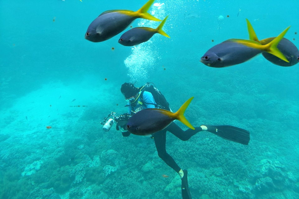コーラルリーフ　珊瑚礁　生物　洋書　専門書　貝　魚　サンゴ　グレートバリアリーフ オーストラリアはグレートバリアリーフの楽しみ方をご紹介