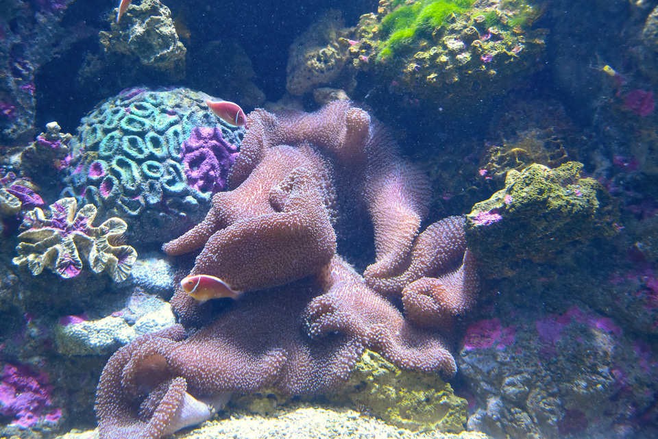 グレートバリアリーフの楽しみ方を大紹介！ 空から＆海のなか