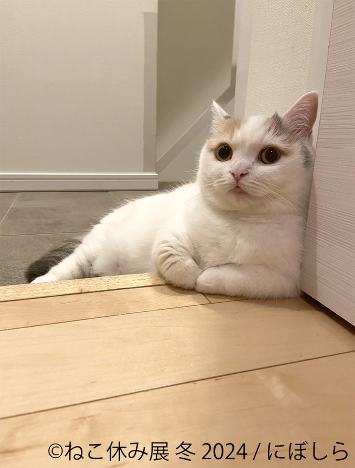 浅草橋で「ねこ休み展 冬 2024」。新スター猫の写真展示やグッズ販売