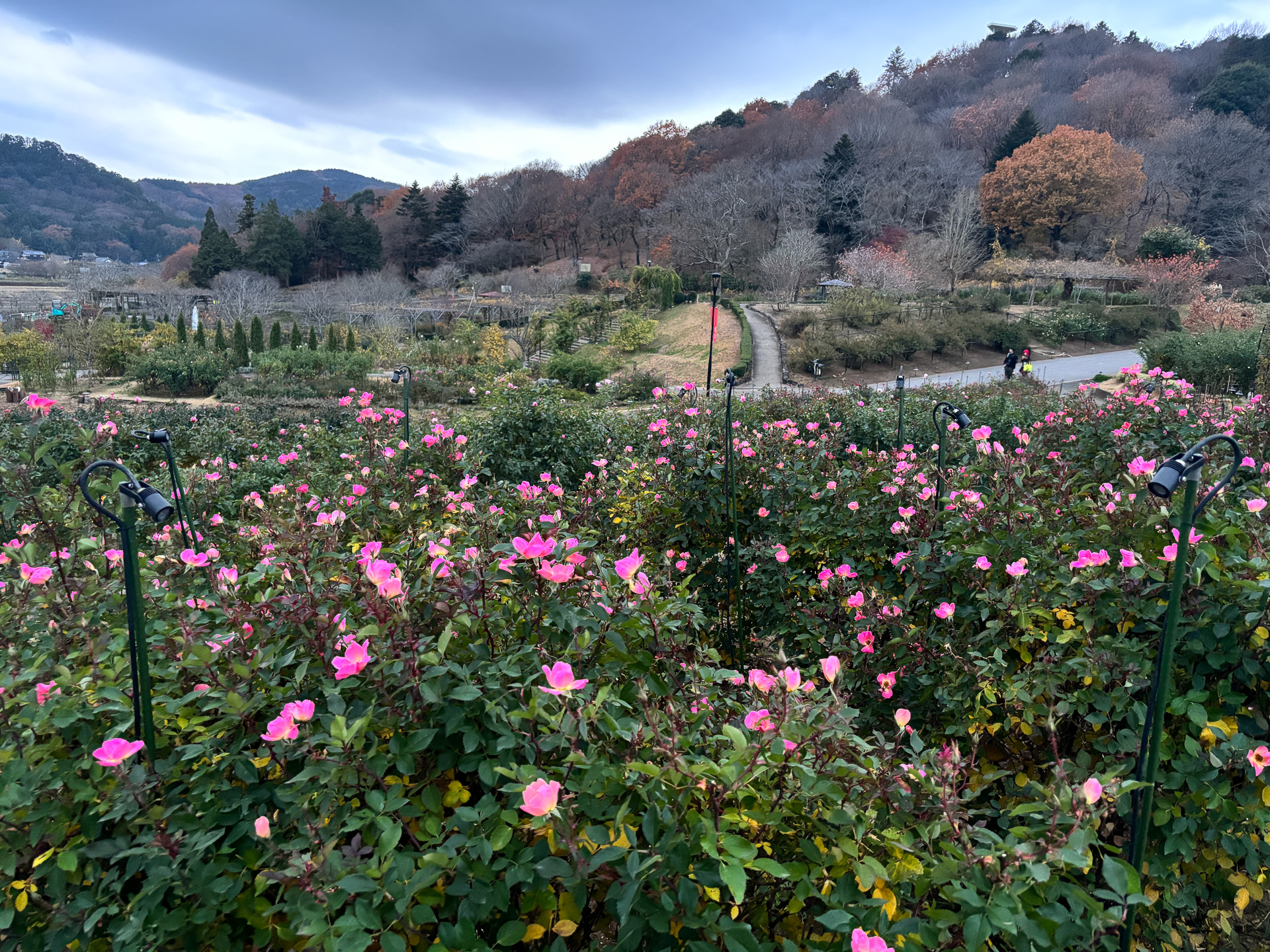 いばらきフラワーパーク