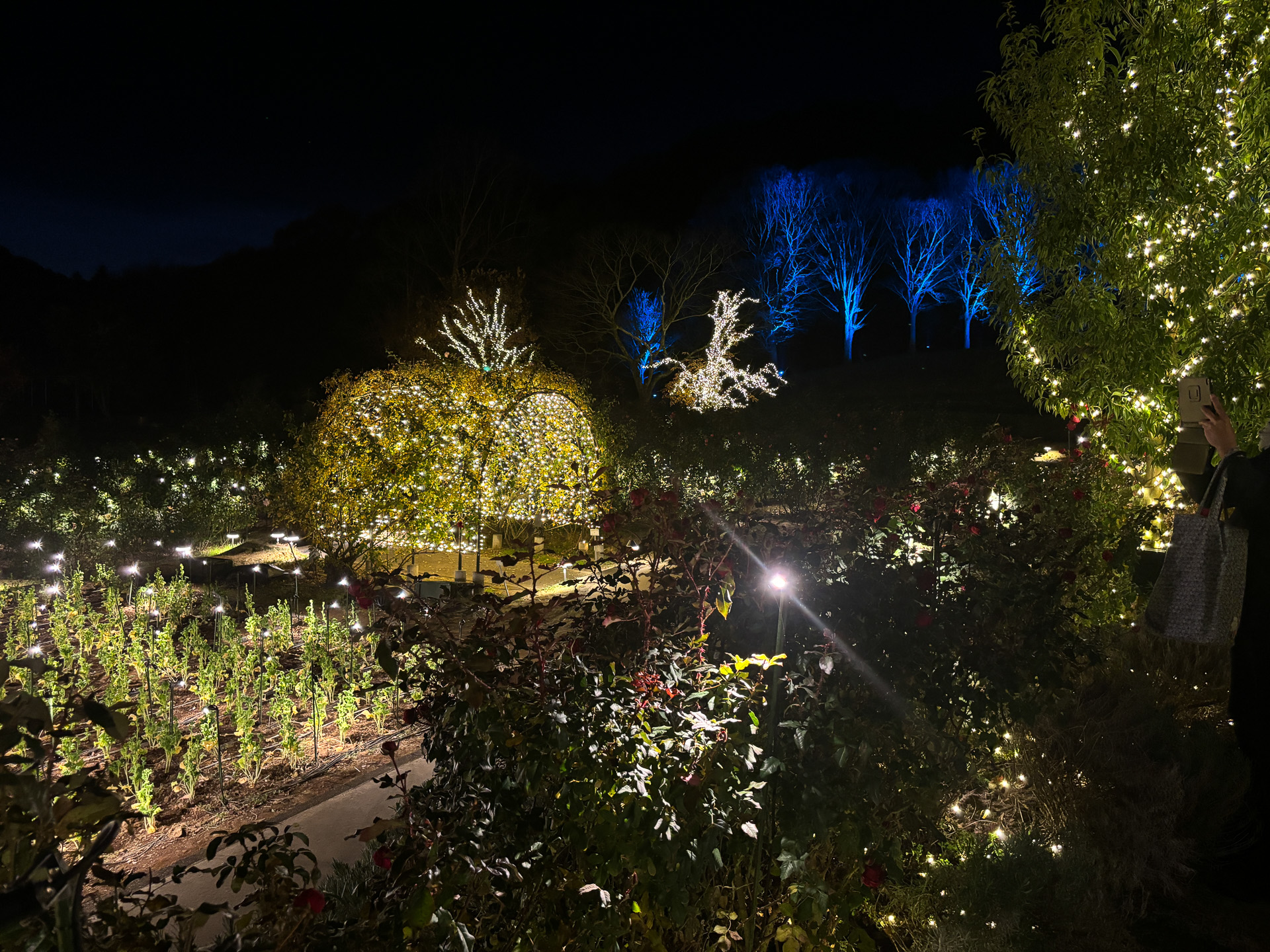 広大な敷地で見るイルミネーションは圧巻