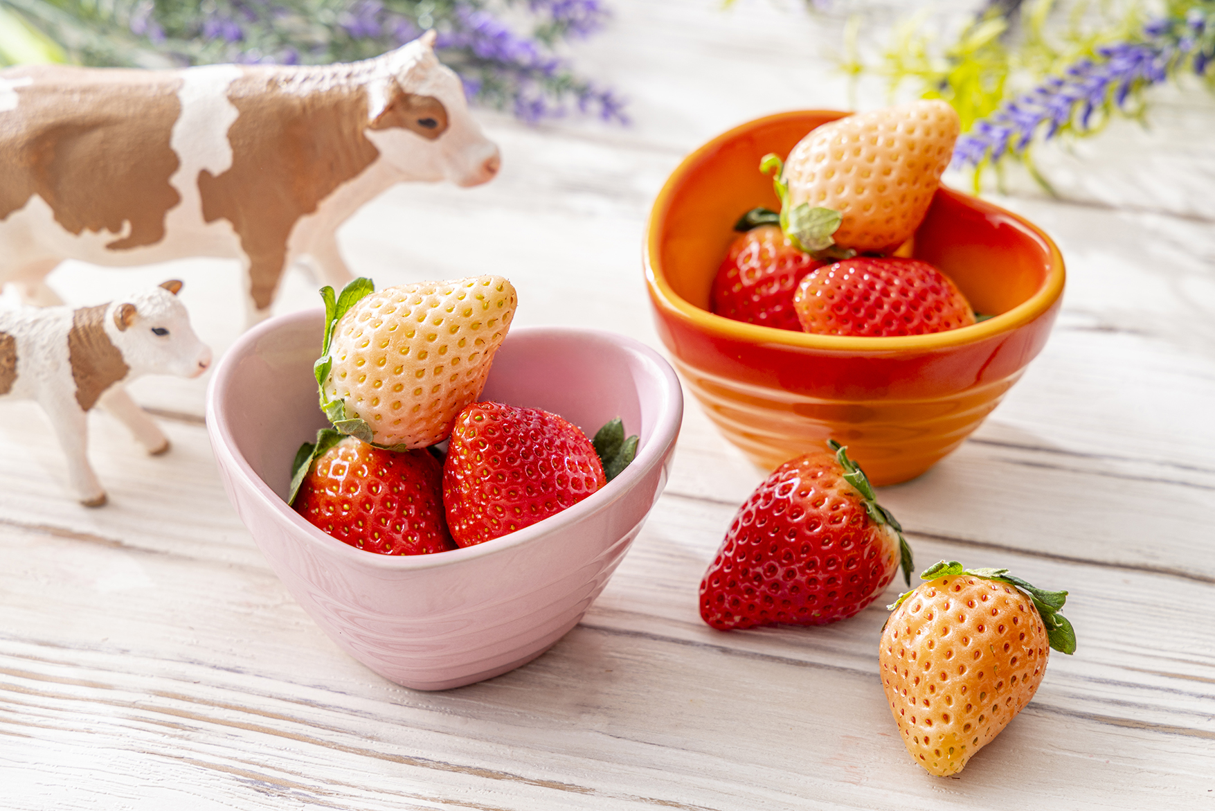 いちごの食べ比べ（ランチタイムのみ）