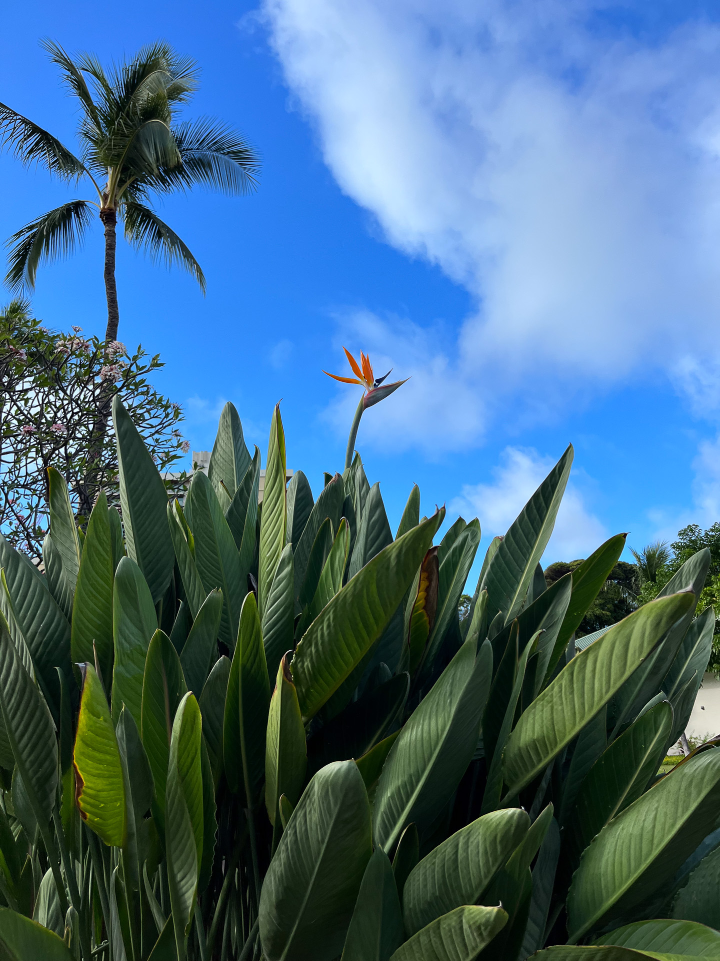 本当に鳥のように見えるバード・オブ・パラダイス。日本語名は極楽鳥花。