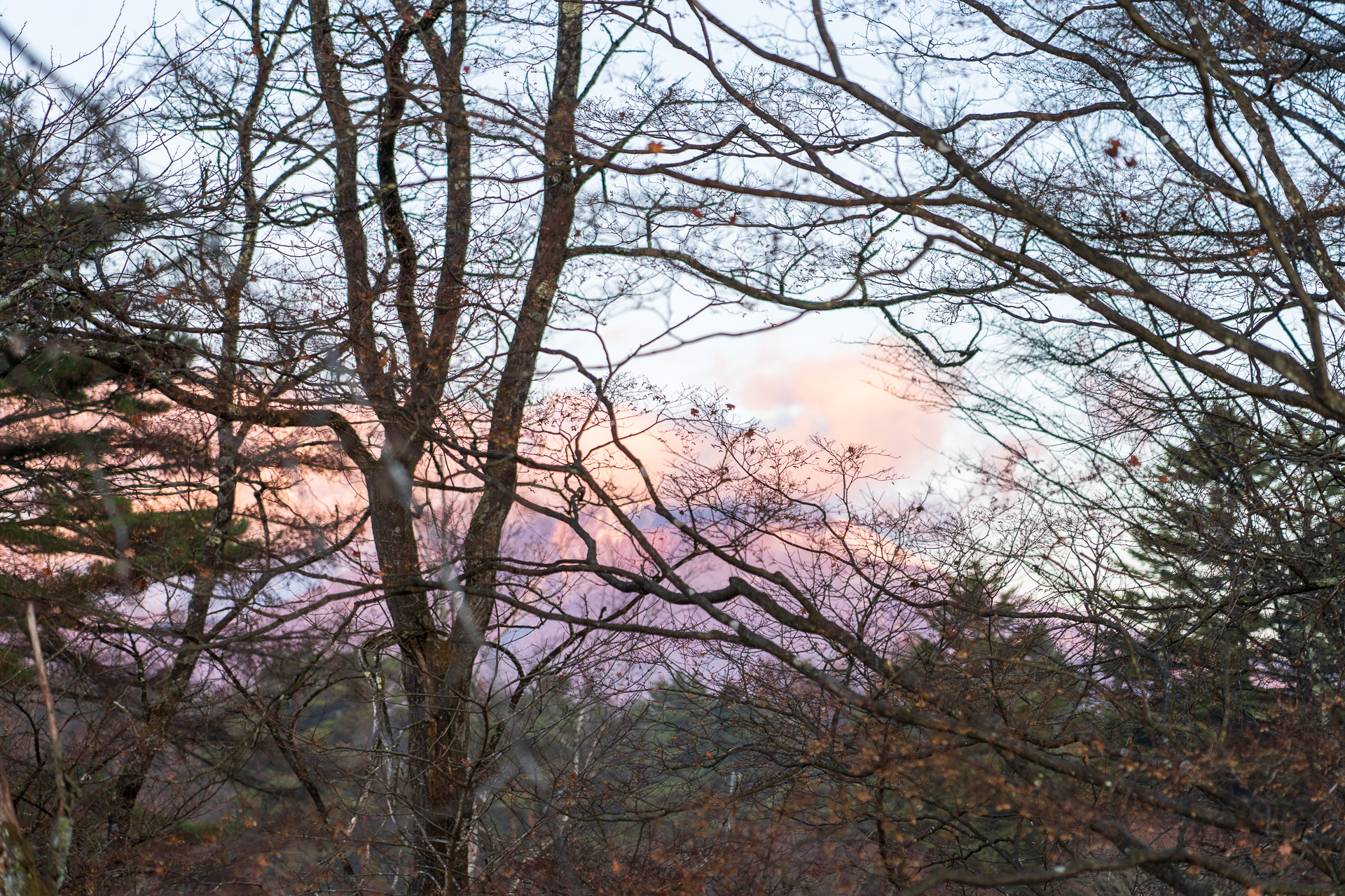 木立の隙間から朝日を浴びる浅間山が見えました