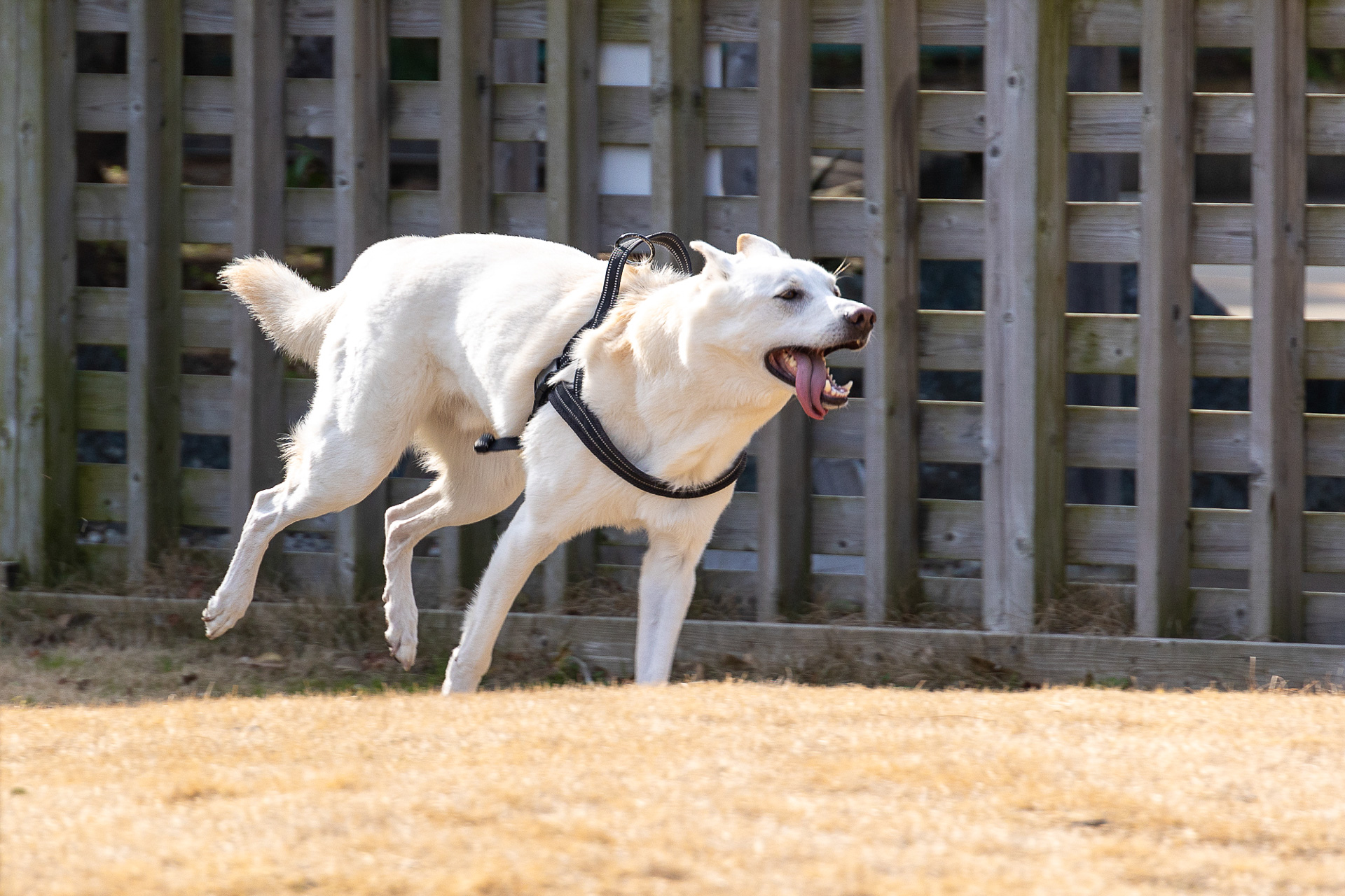 犬が安全に楽しく遊べることを考えてドッグランを設定している（画像はホテル側のドッグラン）