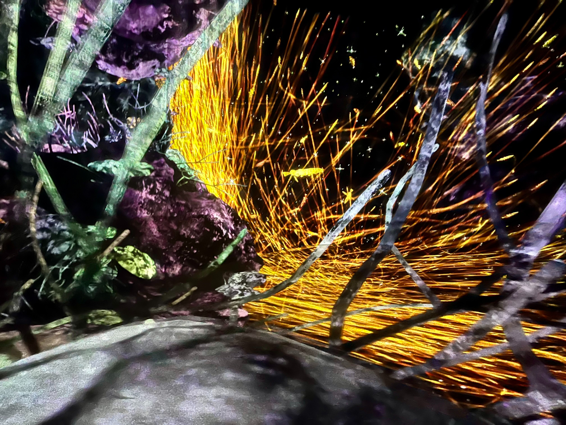 光と音と香りが目の前に迫りくるような、没入感あふれるデジタルアートを楽しめる