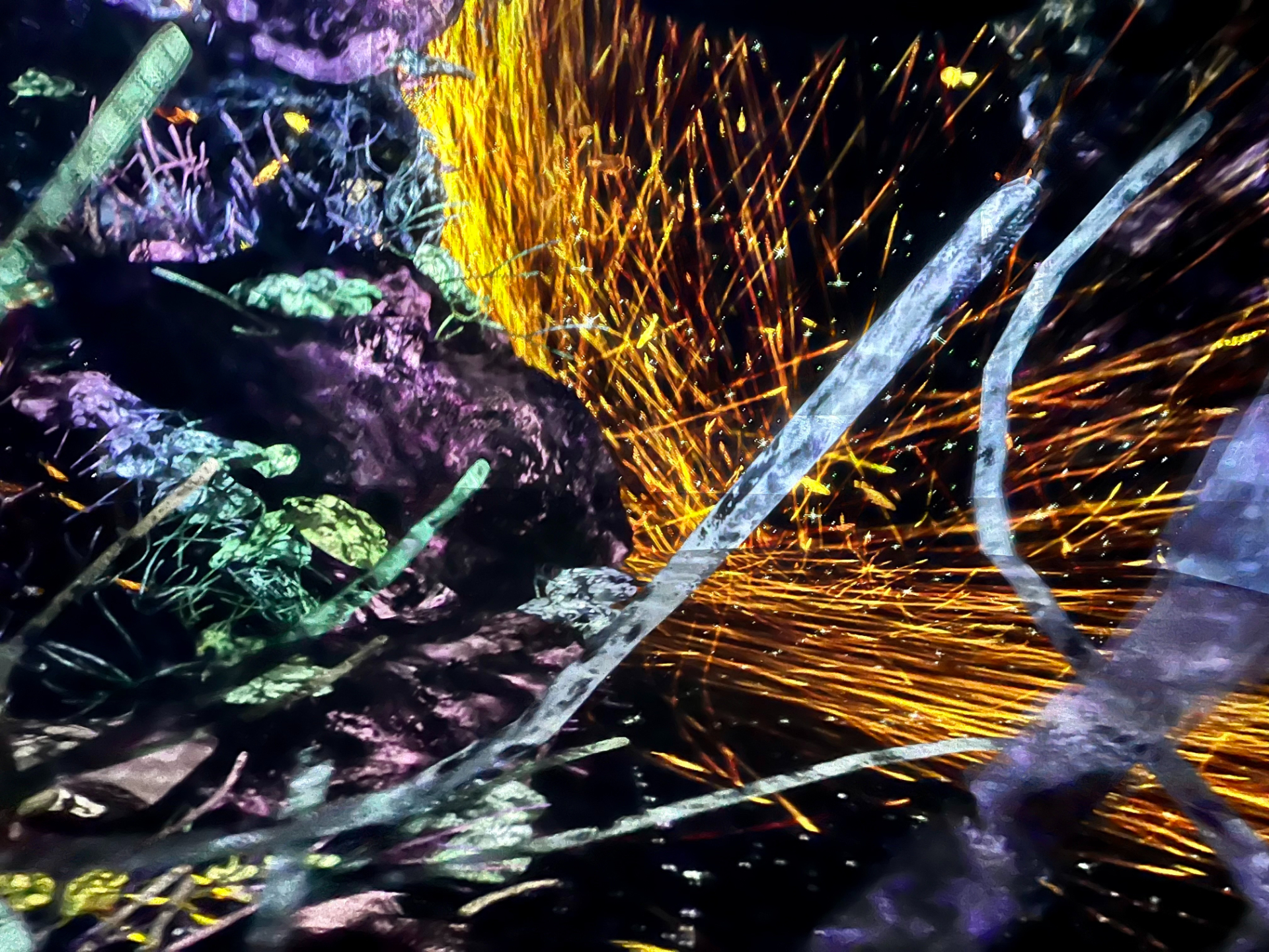 光と音と香りが目の前に迫りくるような、没入感あふれるデジタルアートを楽しめる