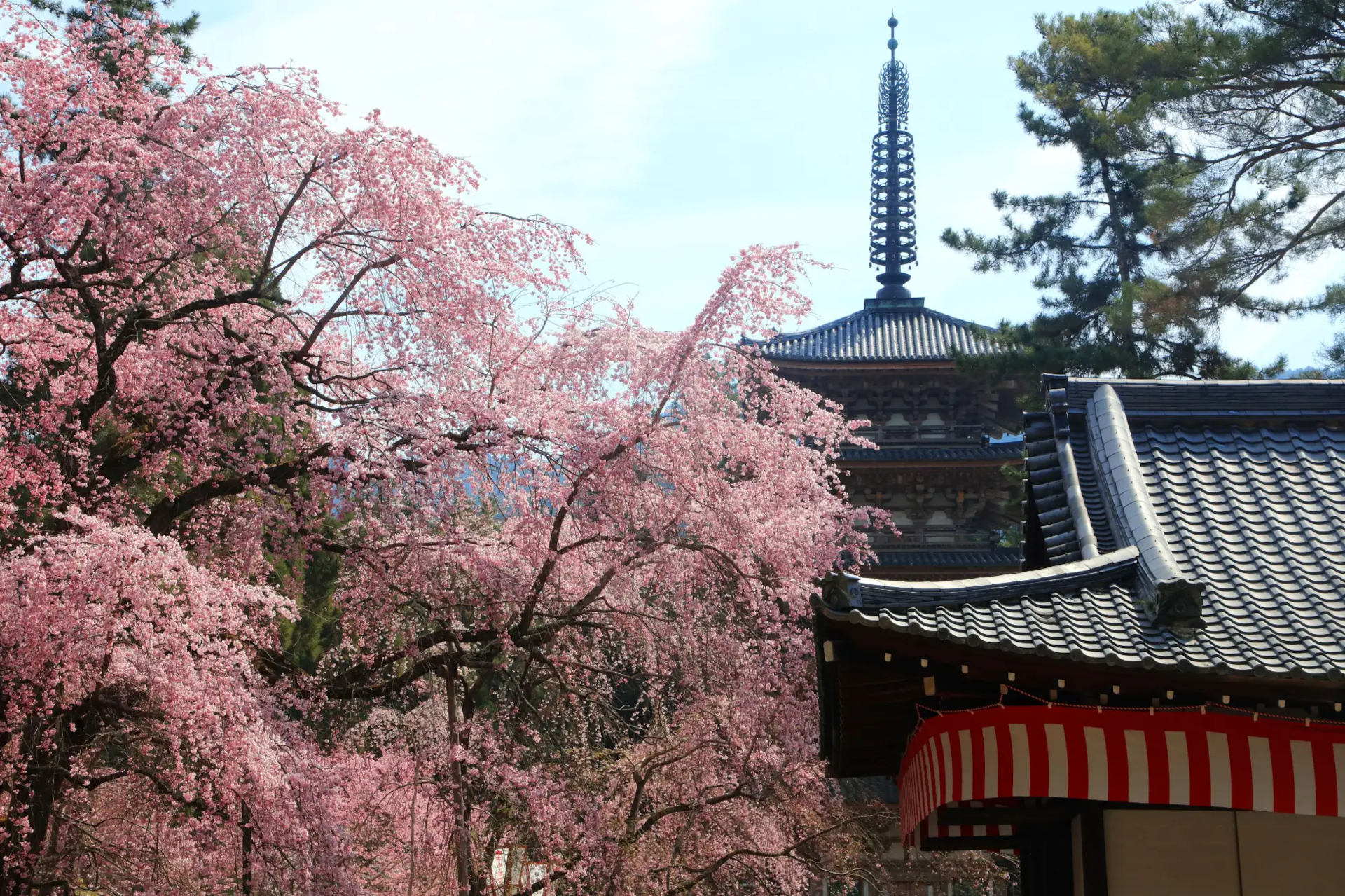 醍醐寺の桜
