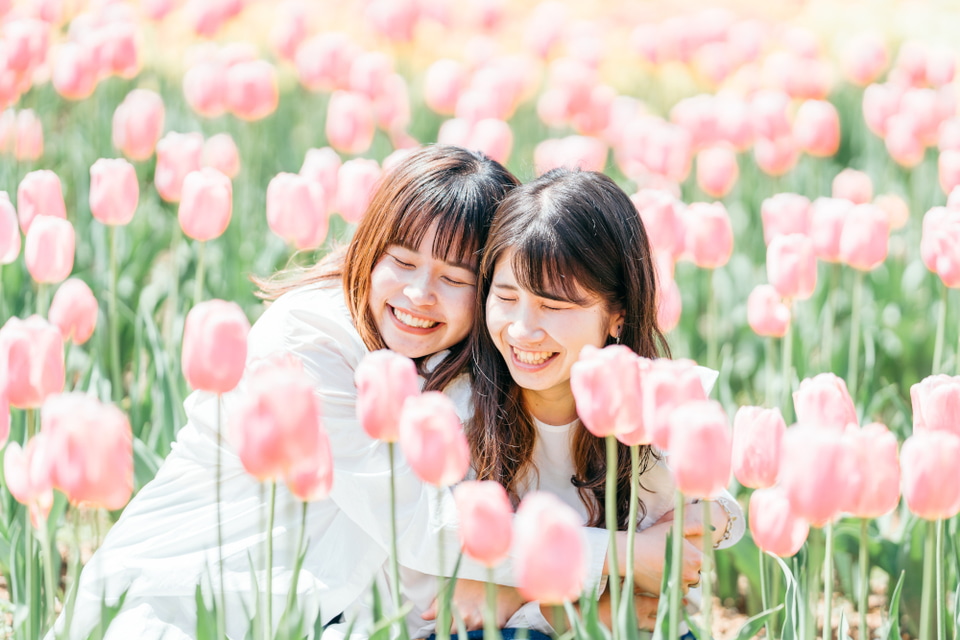 広島の世羅高原農場、「チューリップ祭」4月6日から。200品種75万本が