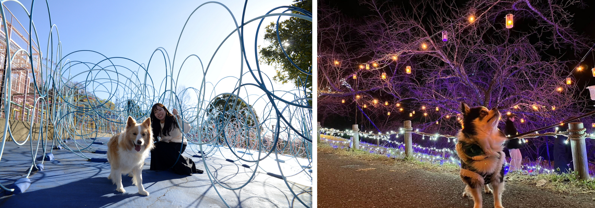 さがみ湖リゾート プレジャーフォレストが大型犬の入園制限を撤廃