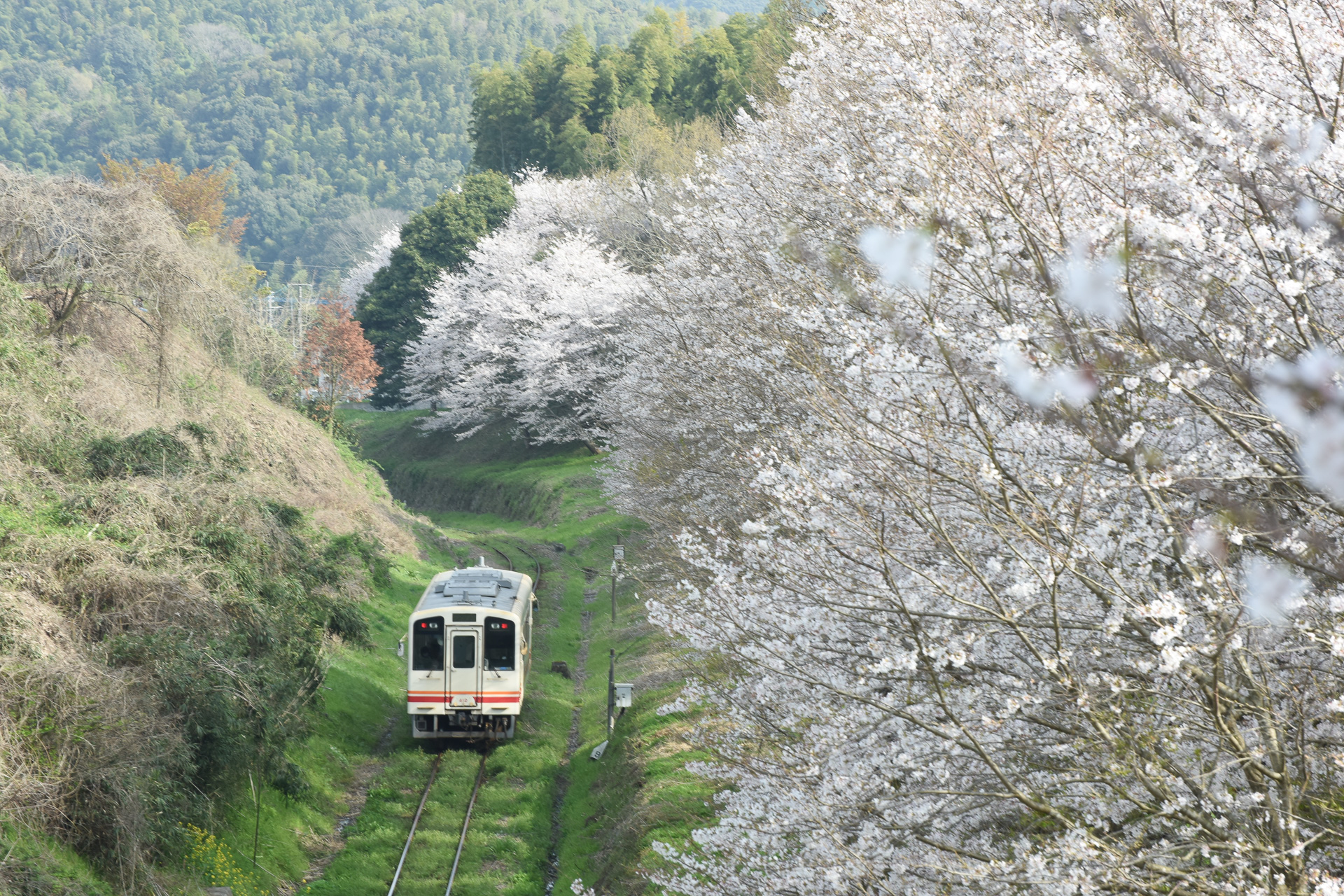桜のトンネルを走る平成筑豊鉄道