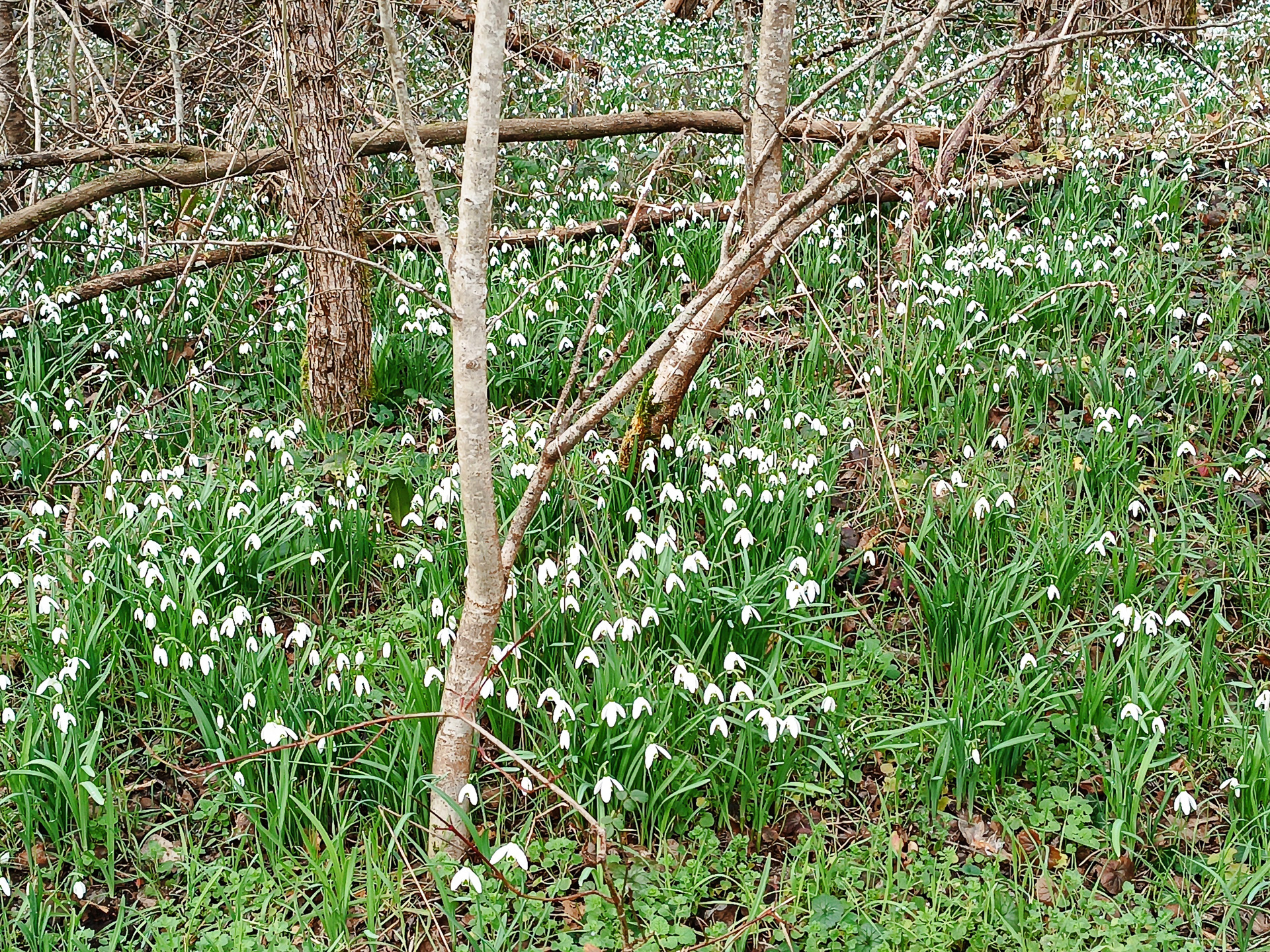 馬術クラブの横や真っ白なスノードロップの密集地を見ながらスタート地点方面に戻ります