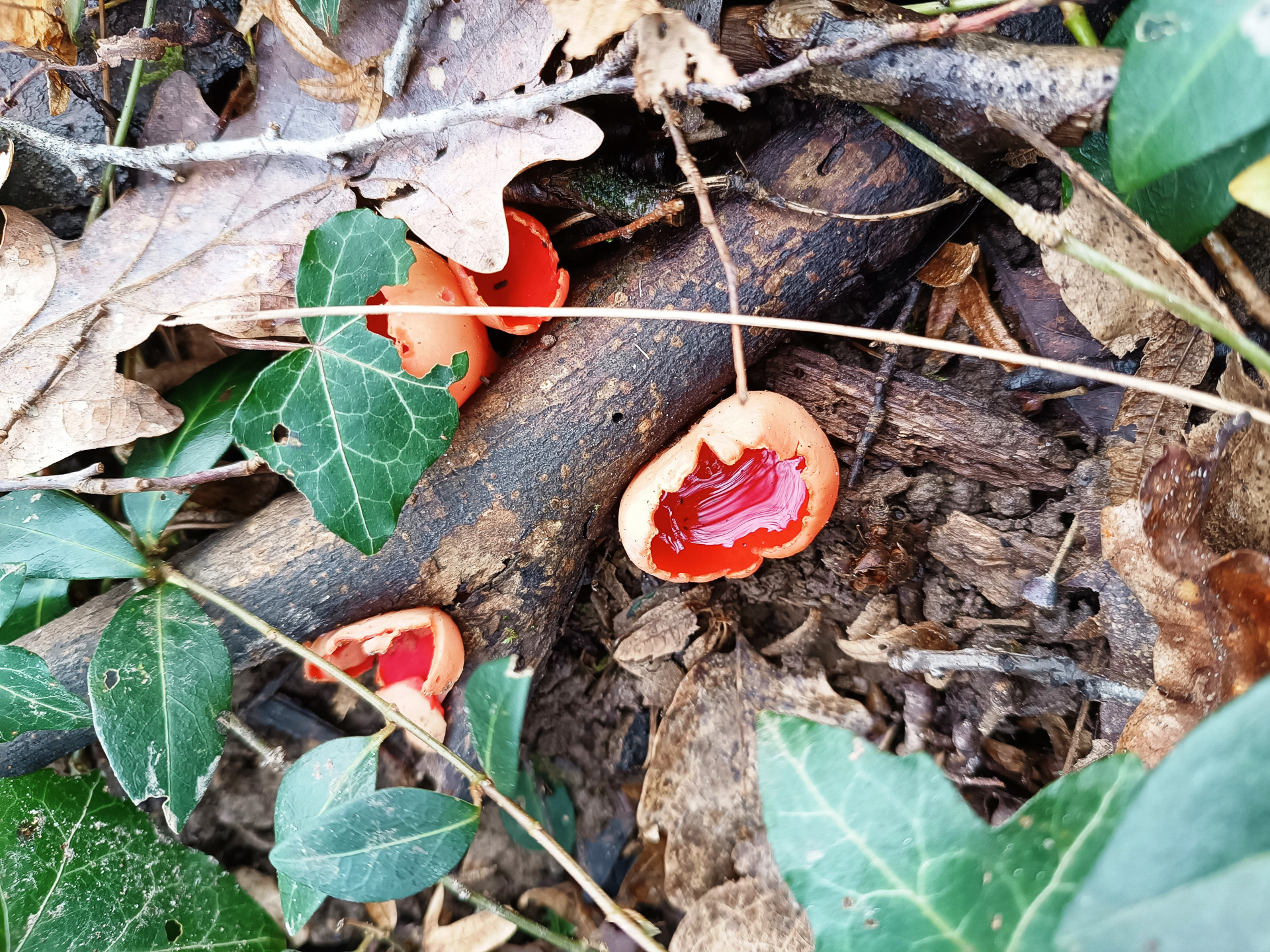 食べられそうにはないけれど、ベニチャワンタケっぽい美しい赤いキノコ