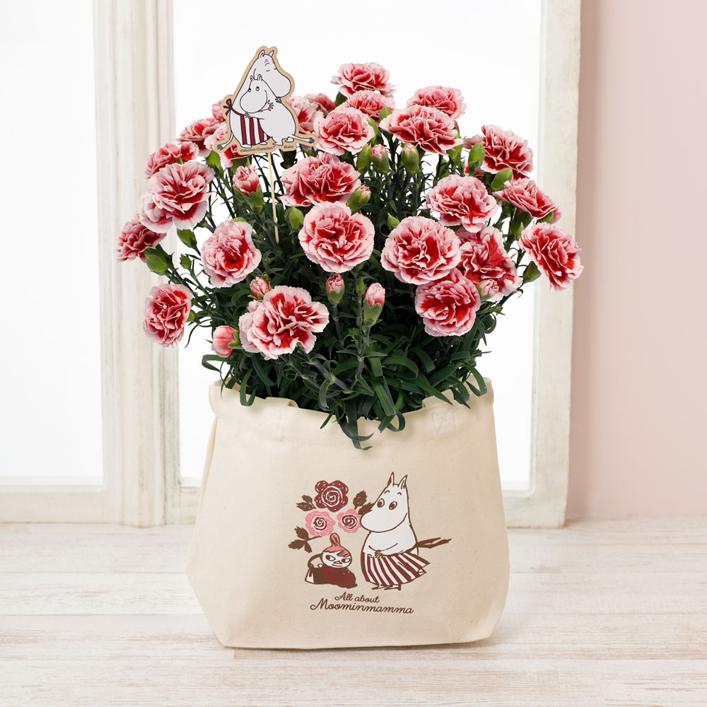 鉢カバーにムーミンママの母の日アート入りのオリジナルランチトートバッグを使用した、カーネーションの鉢植え