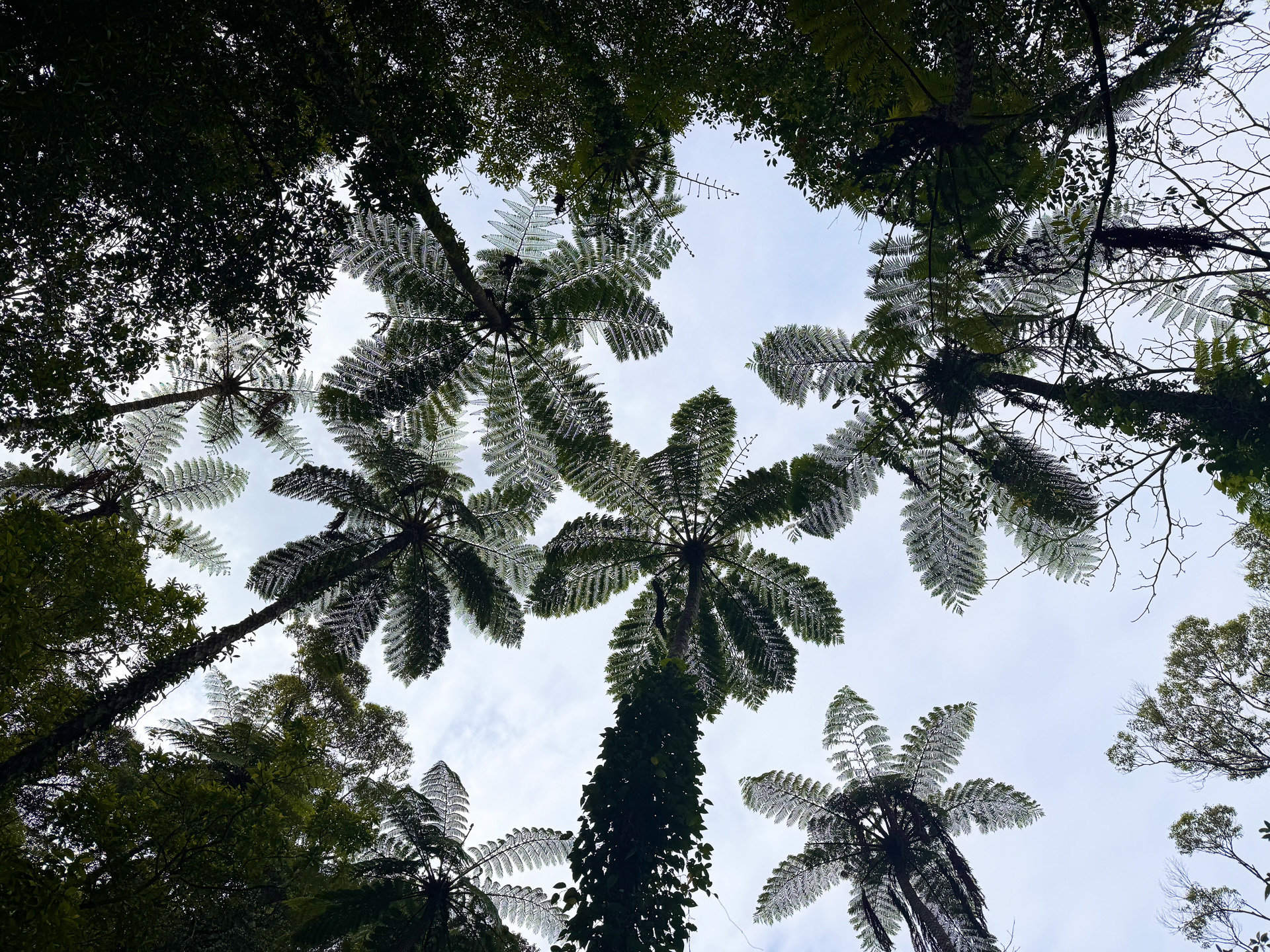 奄美のシンボル的な植物でもある金作原に広がる「ヒカゲヘゴ」の景色