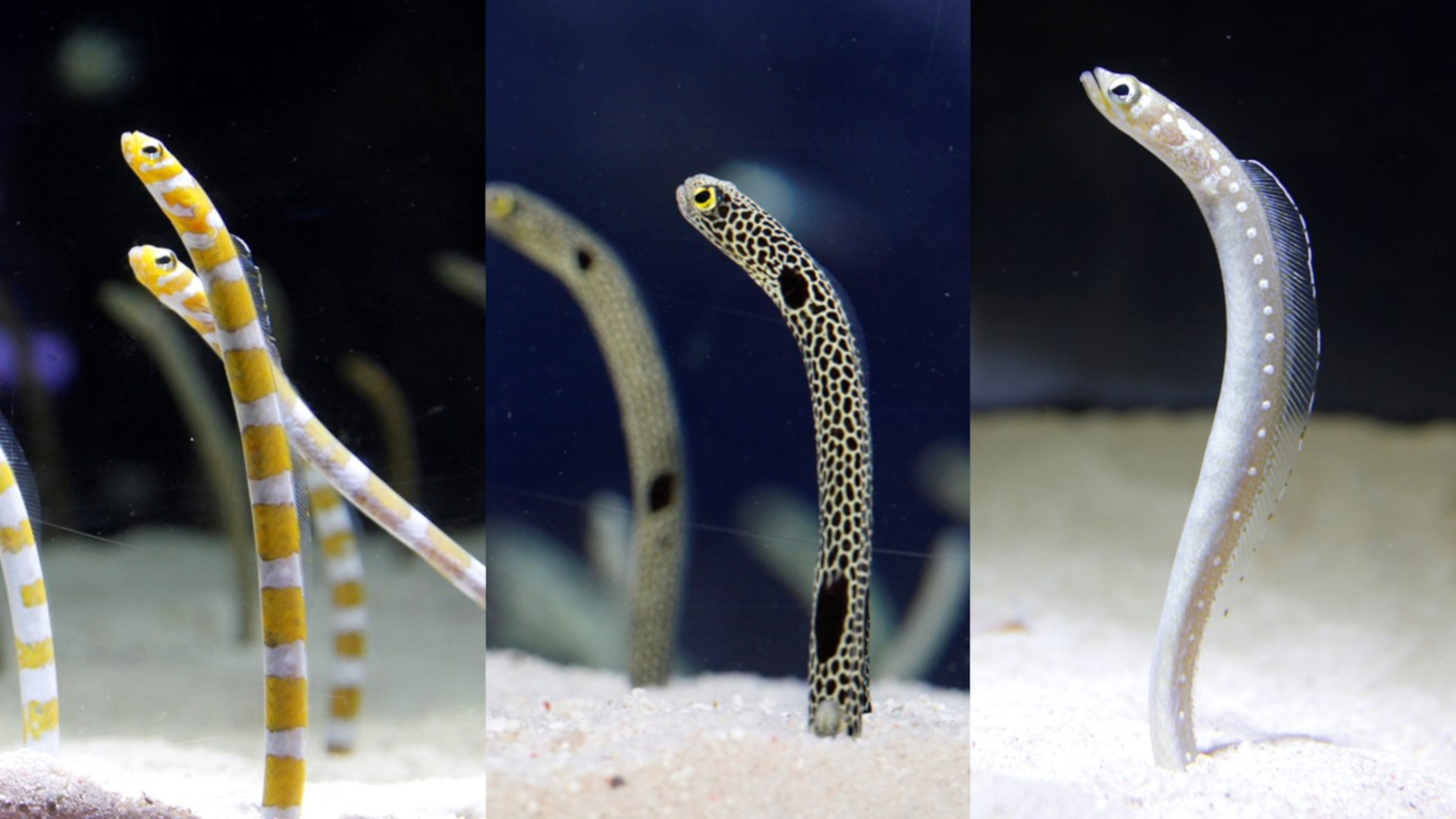 すみだ水族館に棲む生き物「ホワイトスポッテッドガーデンイール」のぼりが初登場