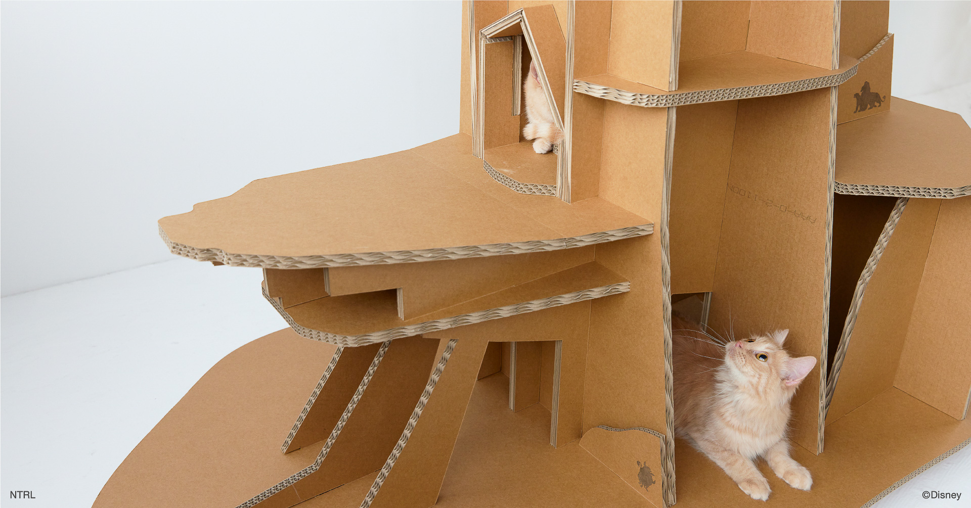 2匹で遊んでもOK